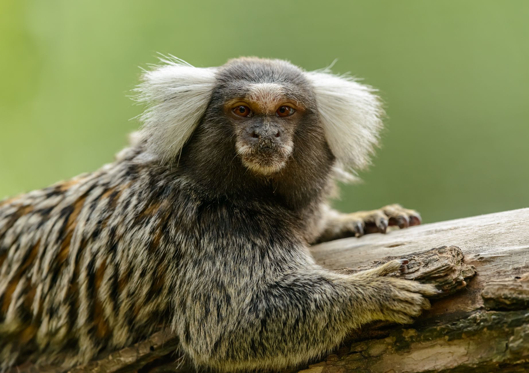 Las especies exóticas más comunes en España y su estatus legal actual
