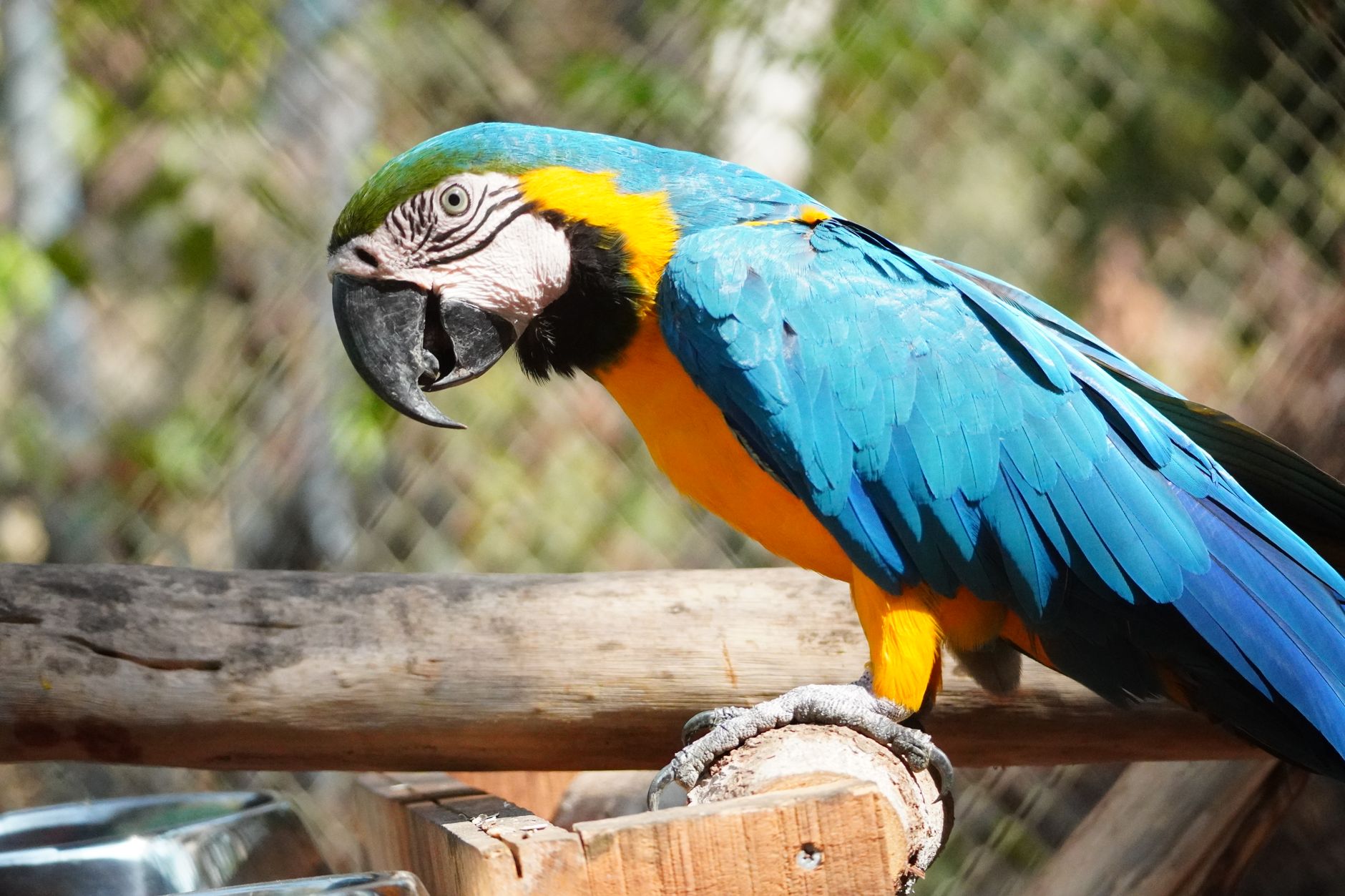 Tabla comparativa de las especies exóticas más solicitadas como mascotas