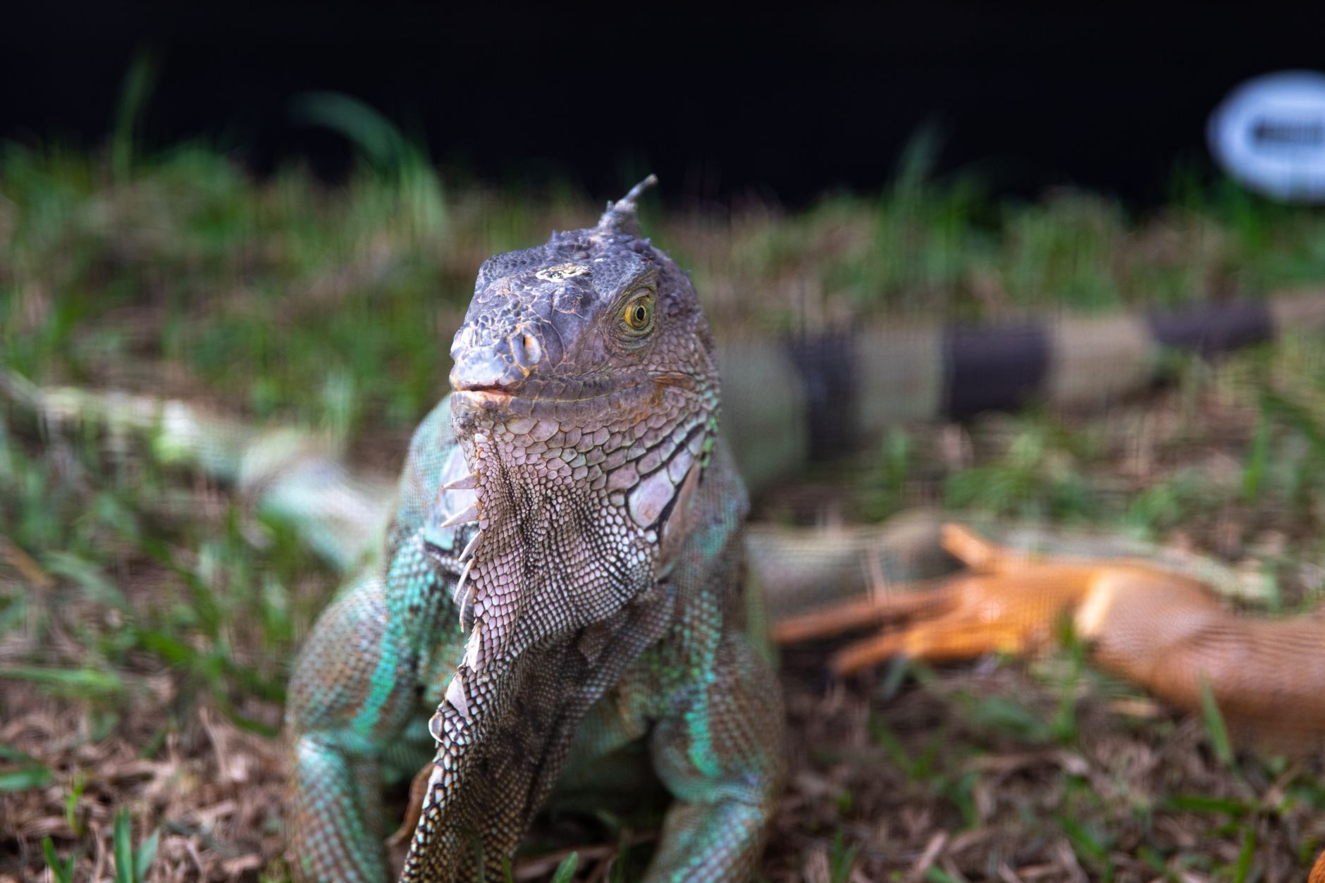 Animales Exóticos como Mascotas: Guía Completa sobre Legalidad y Cuidados