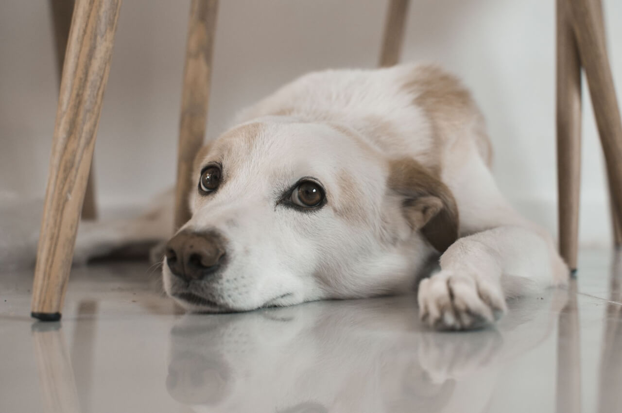 Qué es la ansiedad canina y por qué aparece