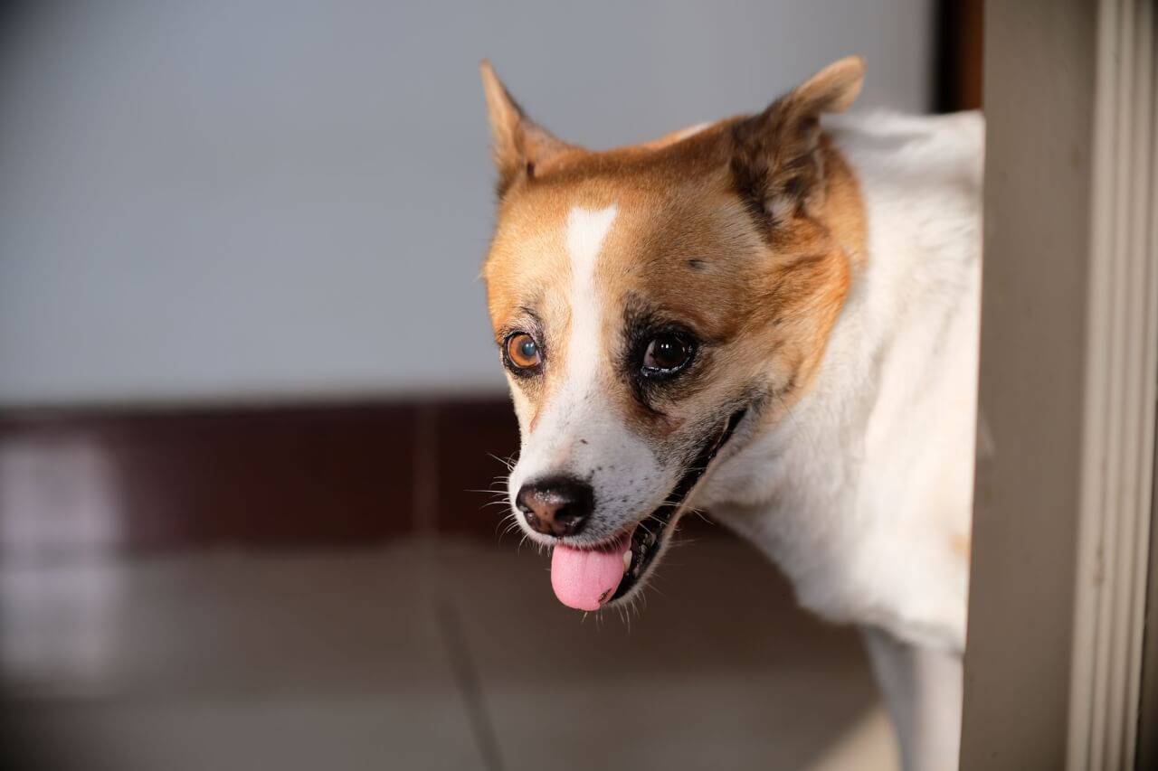 Comportamientos que delatan la ansiedad canina en casa