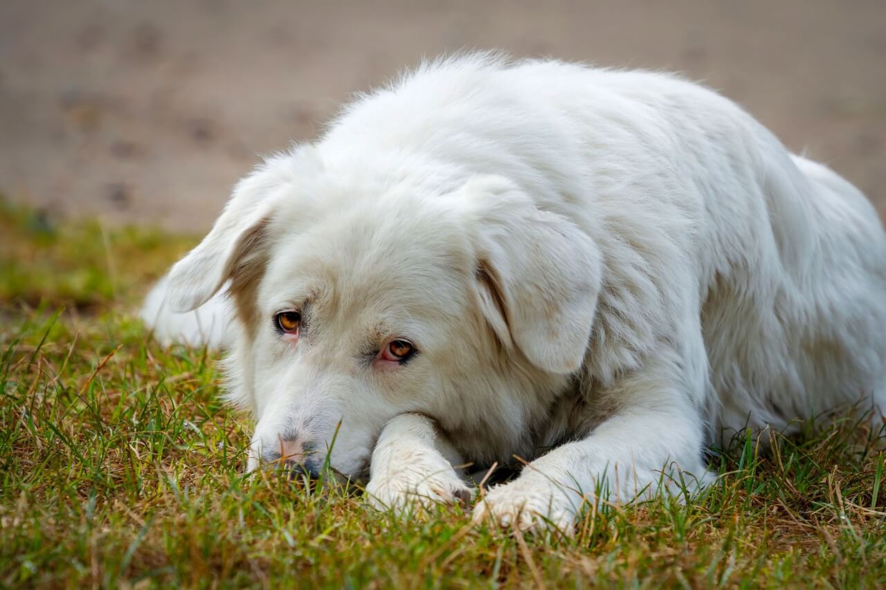 ¿Cómo saber si mi perro tiene ansiedad? Guía completa de síntomas y soluciones