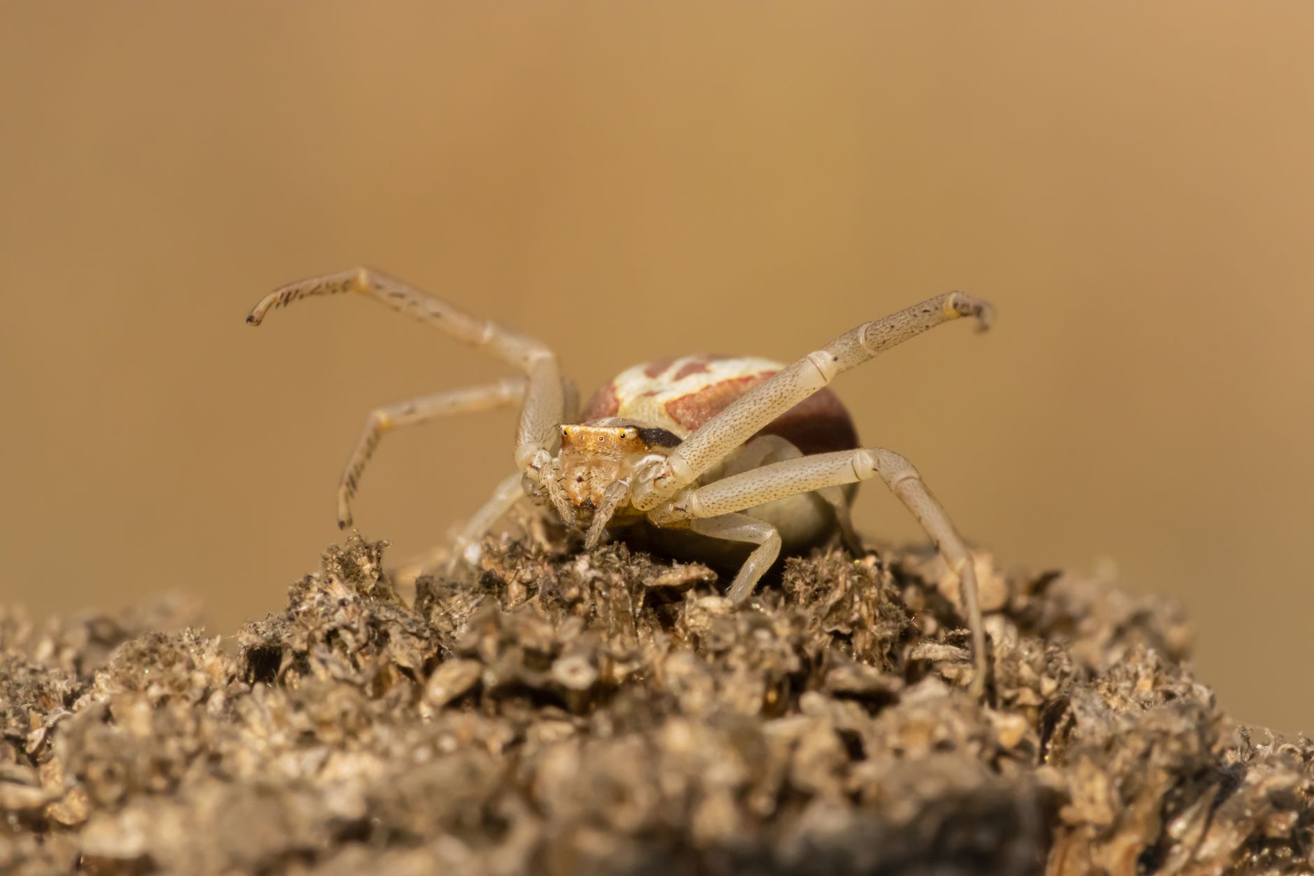 Qué es exactamente la araña camello y por qué no es una araña