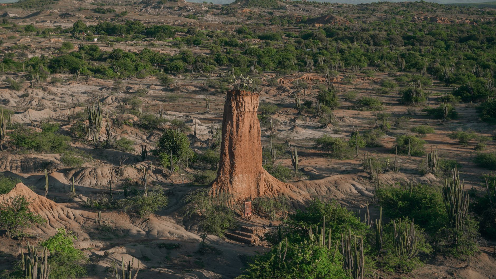 Hábitat y distribución geográfica de las solifugas