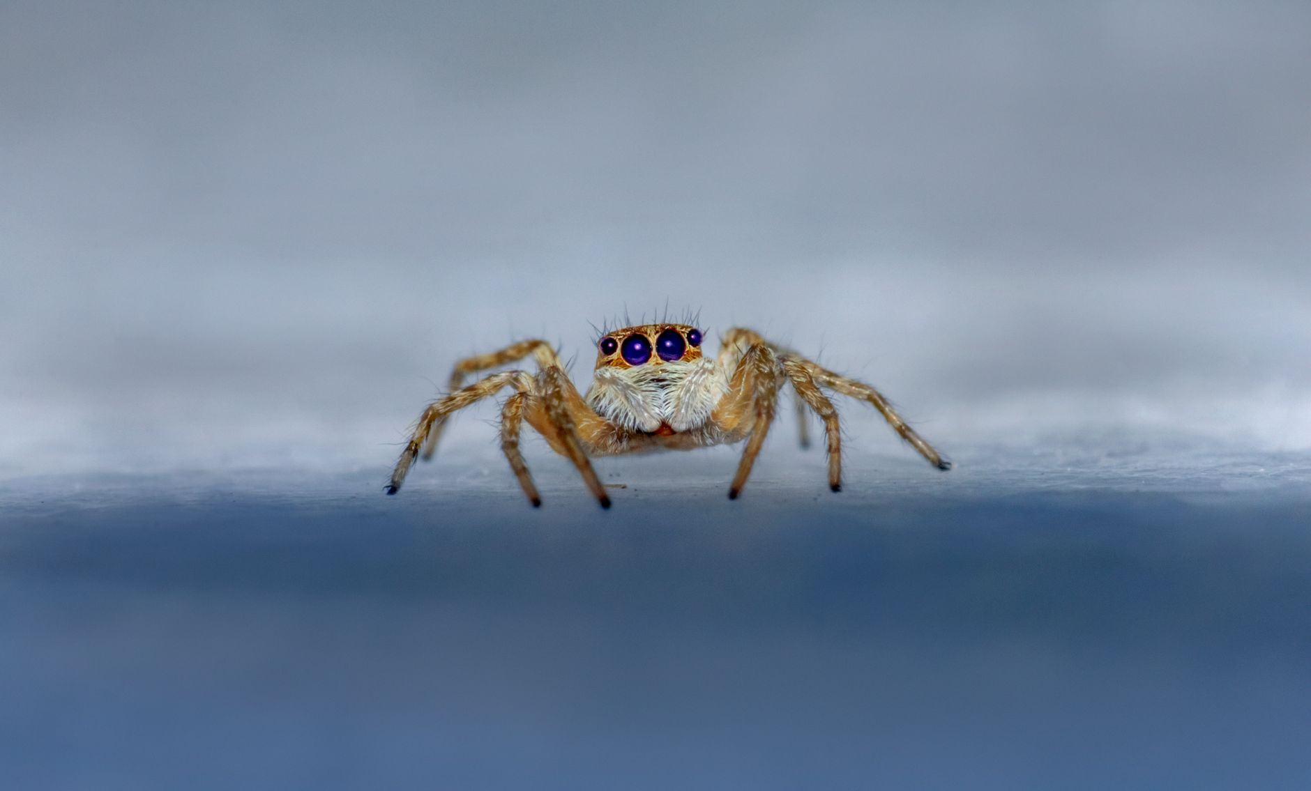 Araña Camello: Velocidad, Anatomía y Mitos Desmentidos