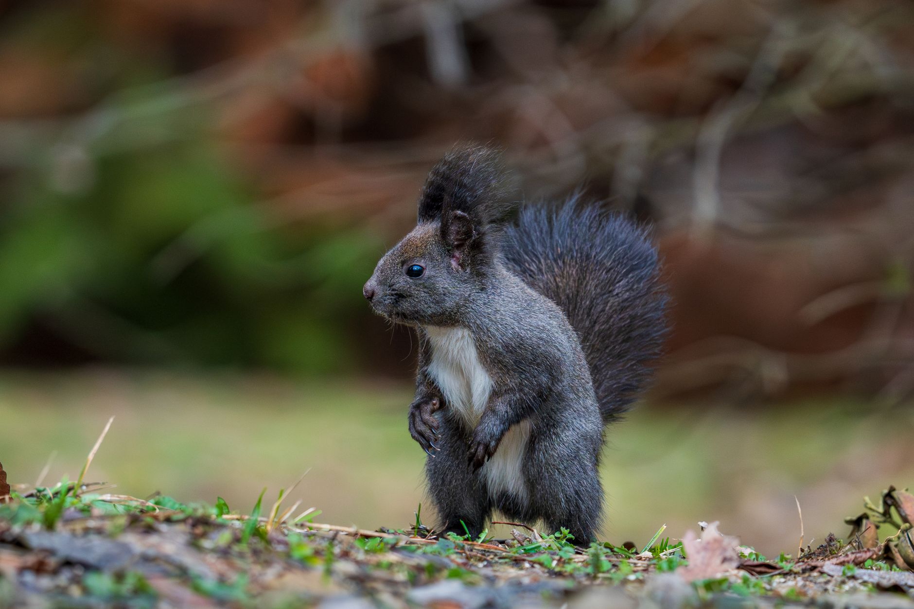 Qué es exactamente una ardilla voladora y cómo funciona su patagio