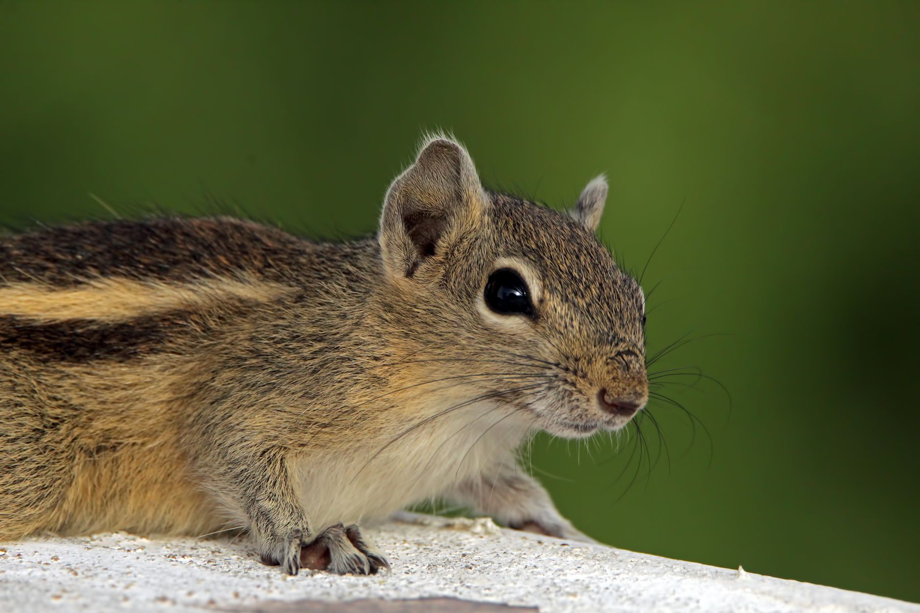 Las principales especies de ardilla voladora en el mundo