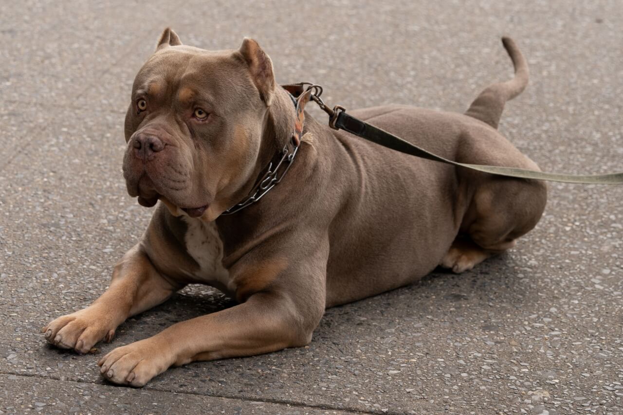 American Bully: La Raza Malentendida que Conquista Familias