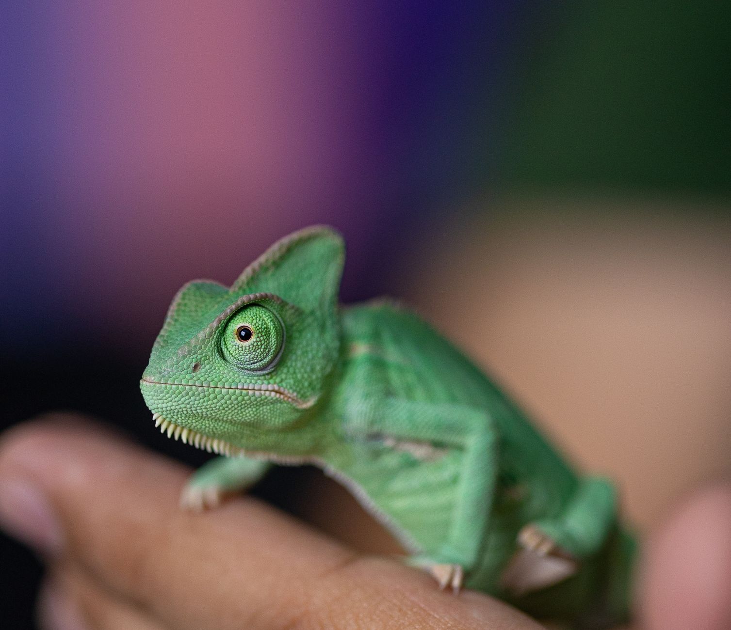 Especies de camaleones permitidas como mascotas en España