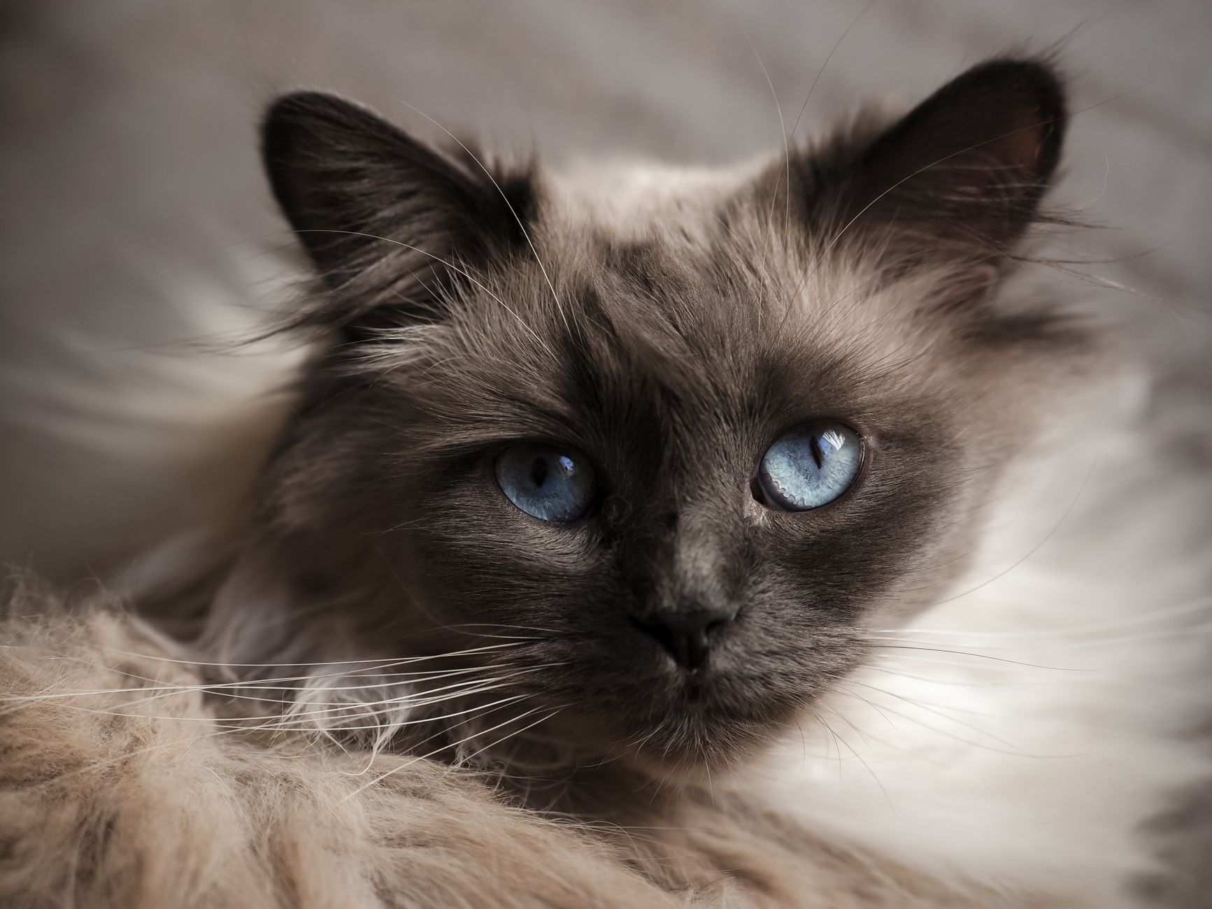 Origen e historia del gato birmano: entre leyenda y reconocimiento oficial
