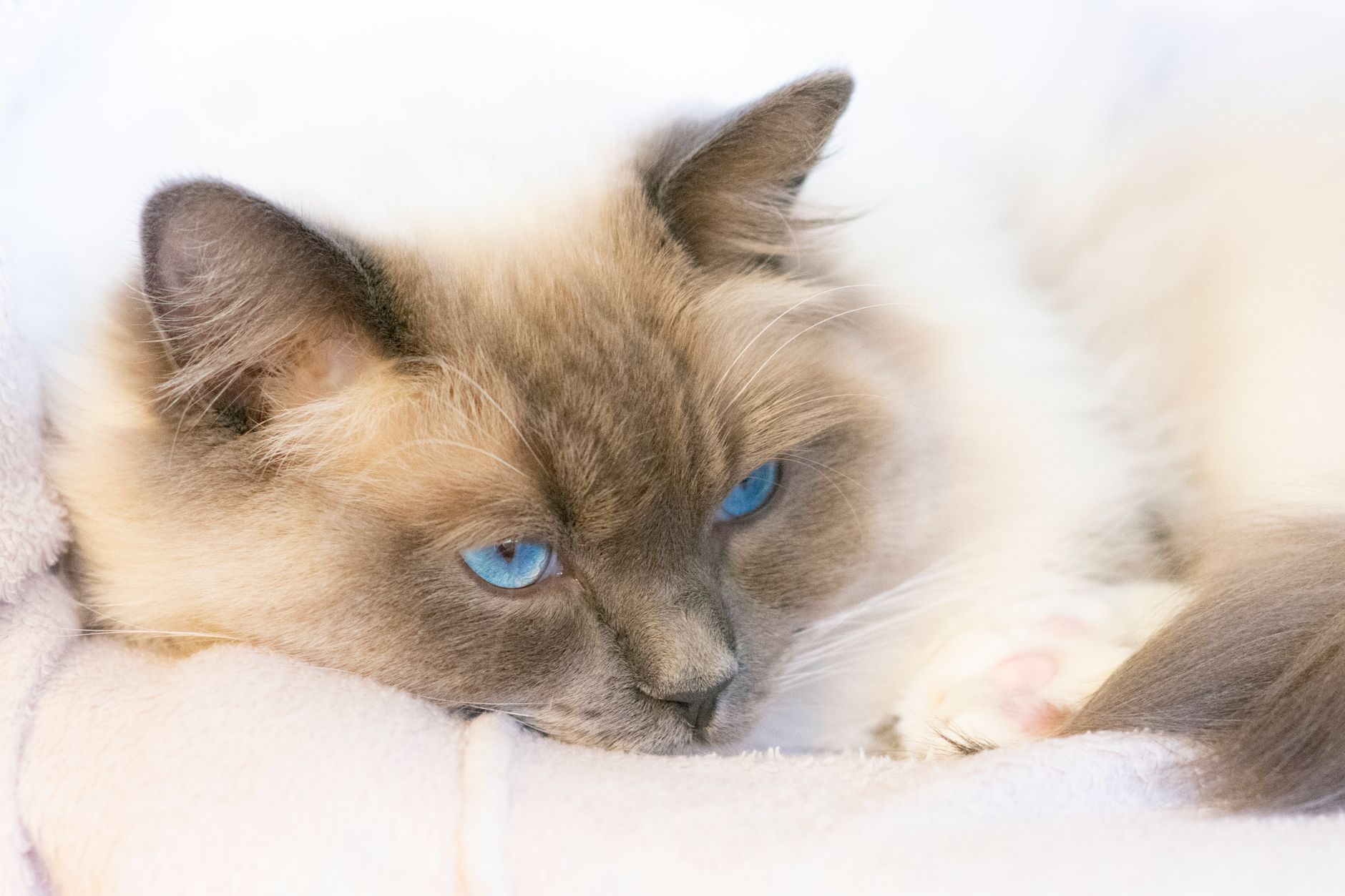 Gato Birmano: Historia, Características y Personalidad de esta Raza Única