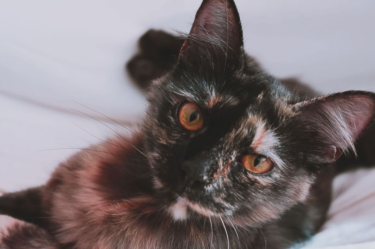 Por qué casi todos los gatos carey son hembras