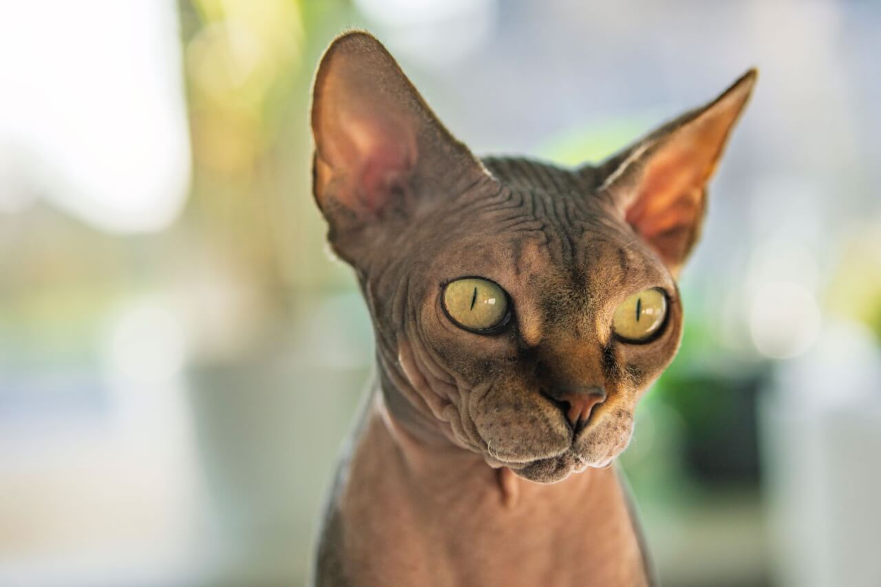 Origen e Historia del Gato Esfinge: Una Mutación Canadiense