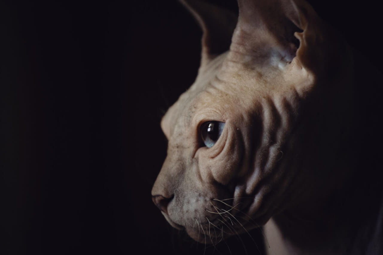 Características Físicas del Gato Esfinge: Mucho Más que un Gato Sin Pelo