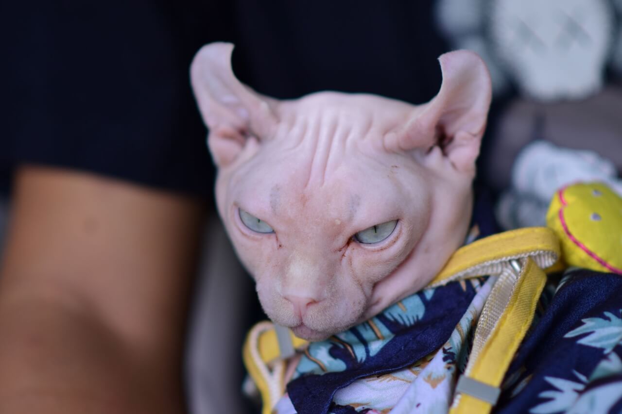Temperamento y Personalidad del Gato Esfinge: El Extrovertido del Mundo Felino