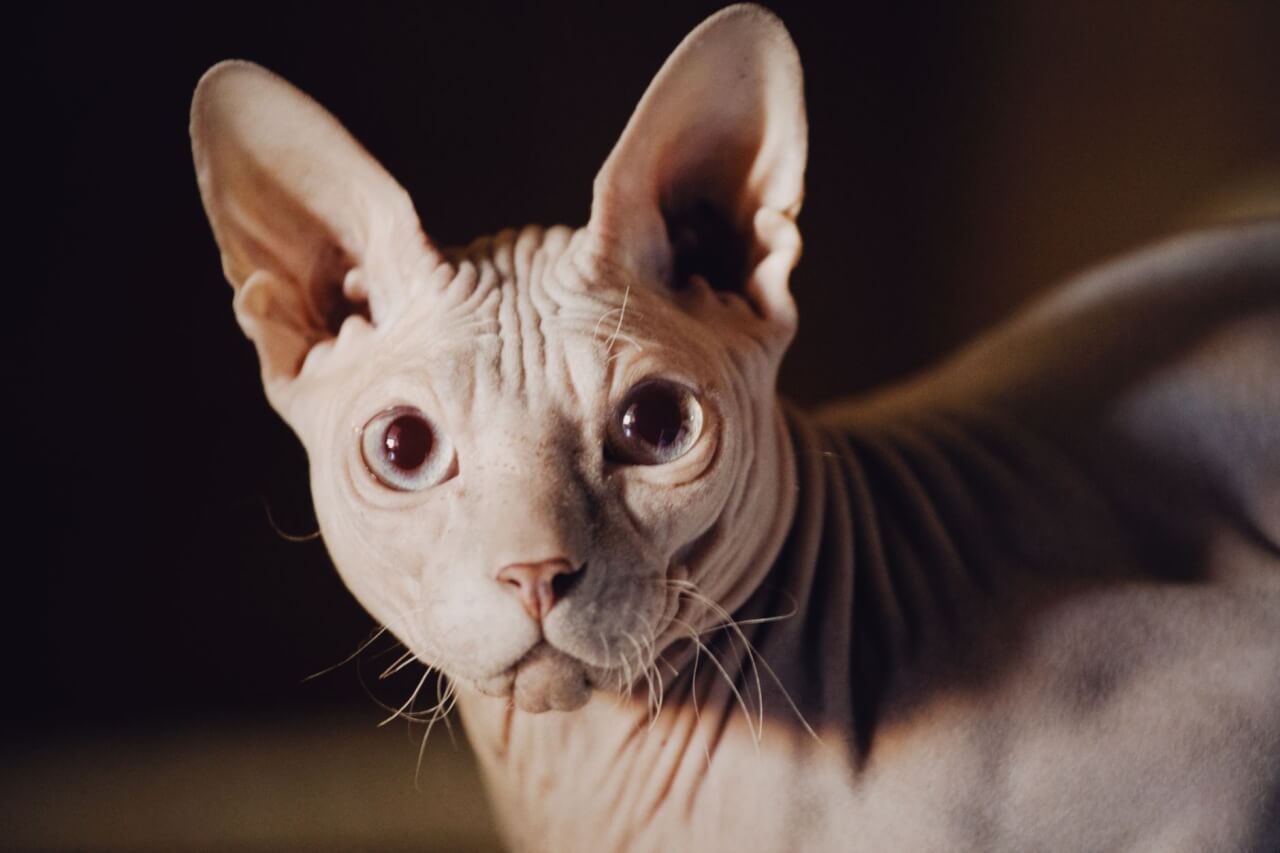 Gato Esfinge: Guía Completa de la Raza Sphynx sin Pelo