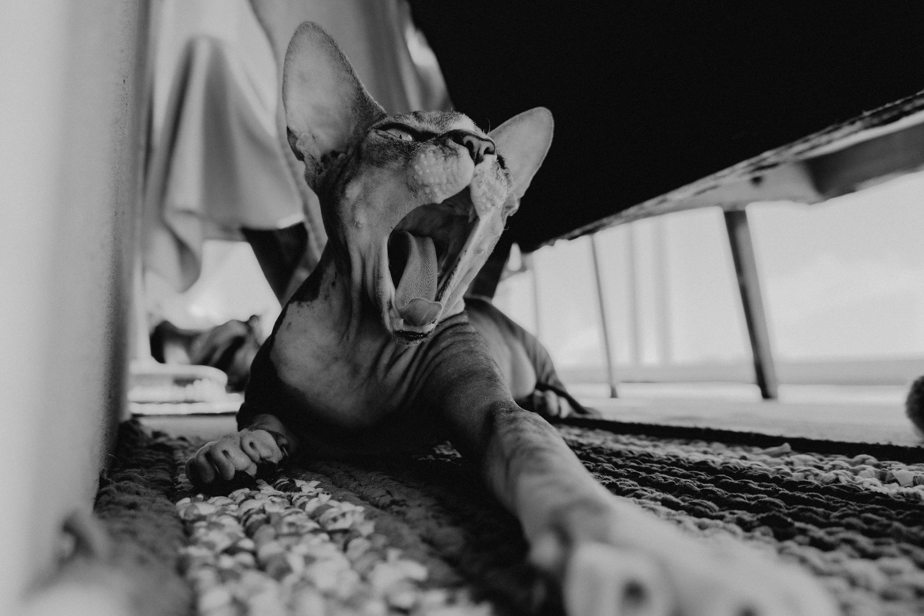 Carácter y comportamiento: por qué el sphynx es el "perro de los gatos"