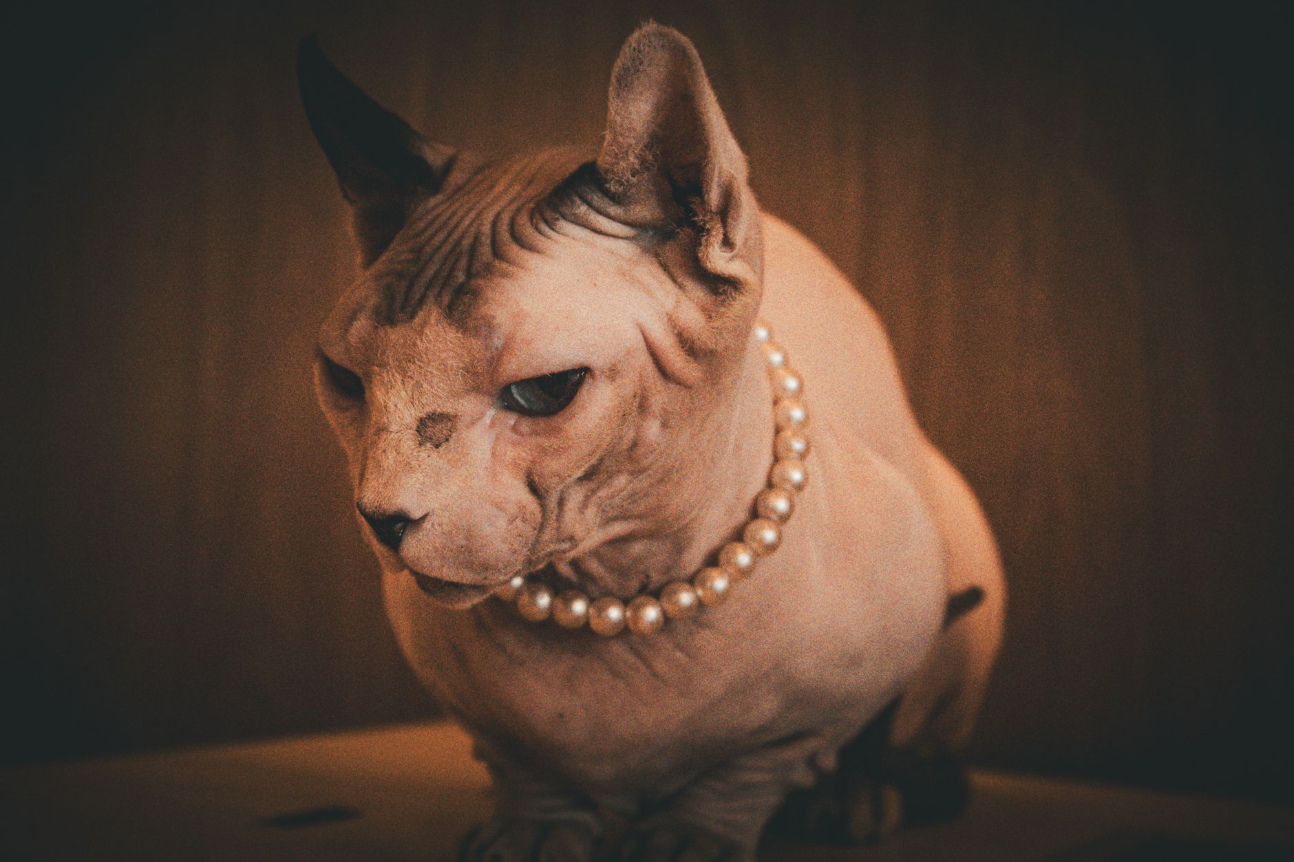 Gato Sphynx: La Raza Felina Sin Pelo que Conquista el Mundo