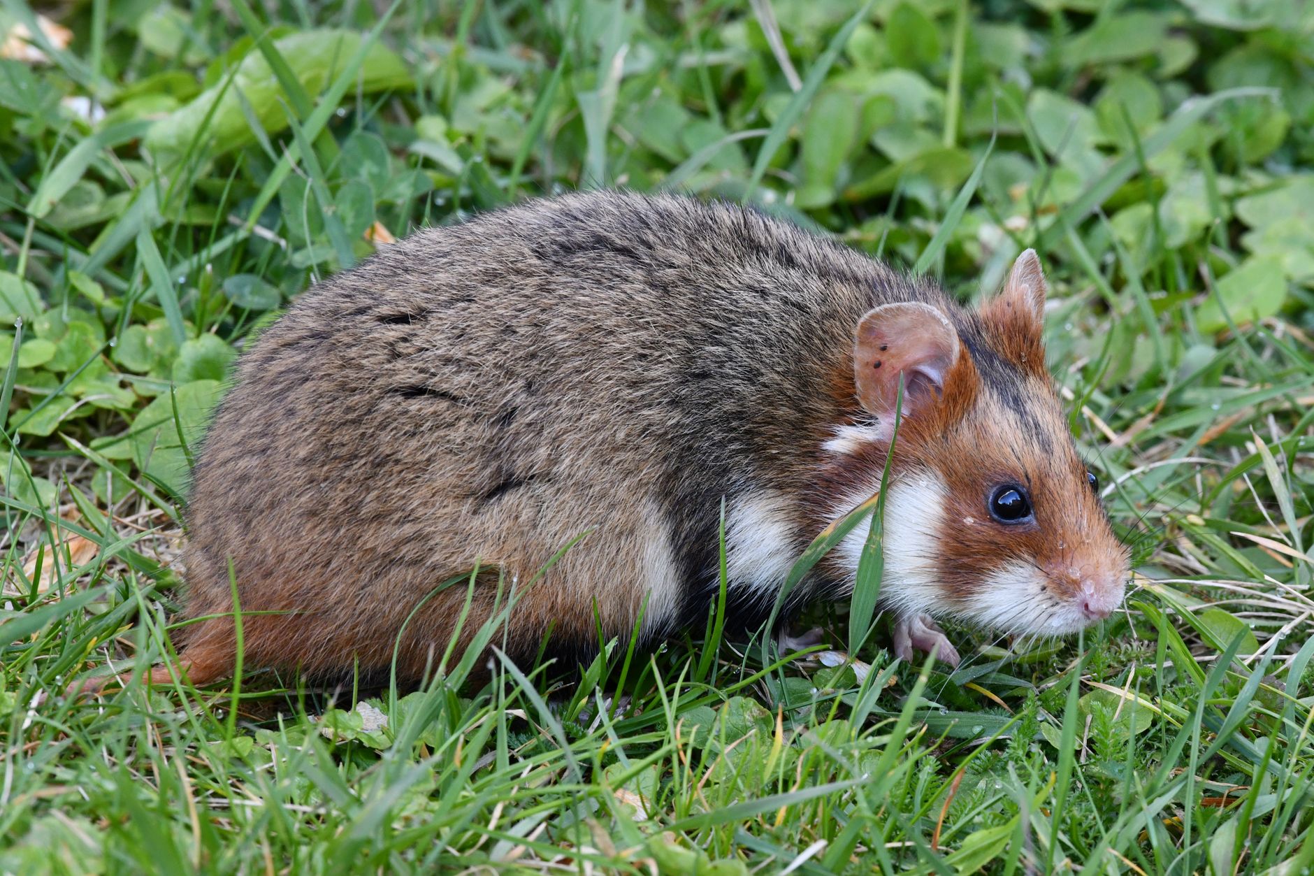 Características físicas del hamster común europeo