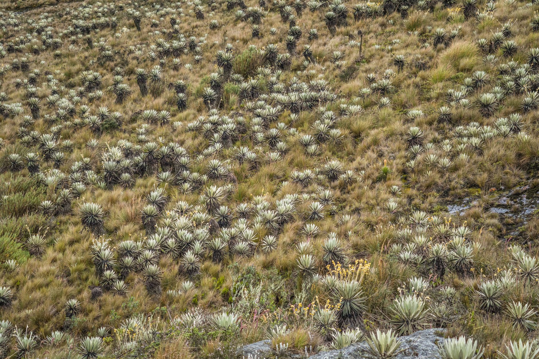 Hábitat natural y distribución geográfica