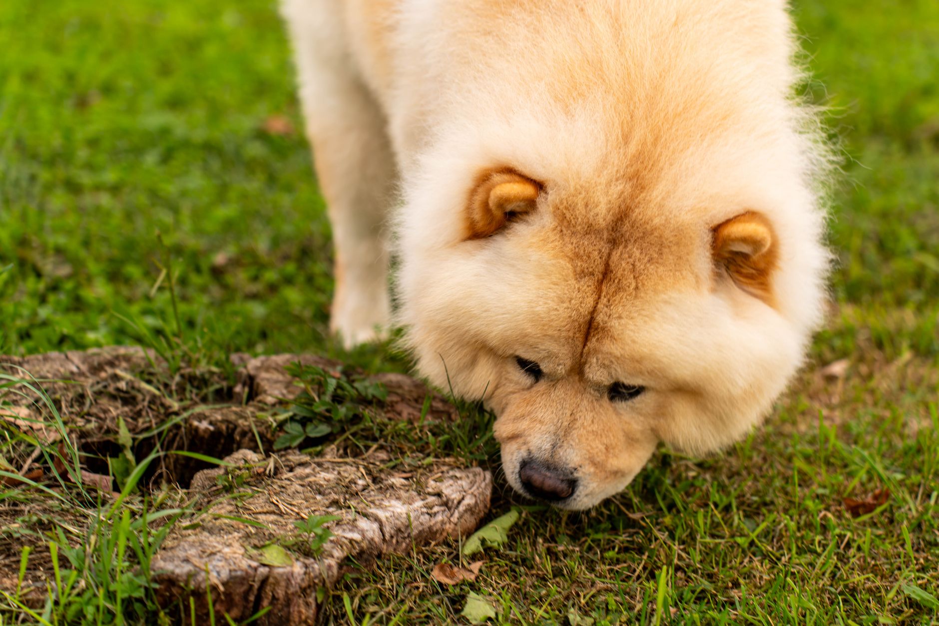 Origen histórico del Chow Chow: raza imperial con función múltiple