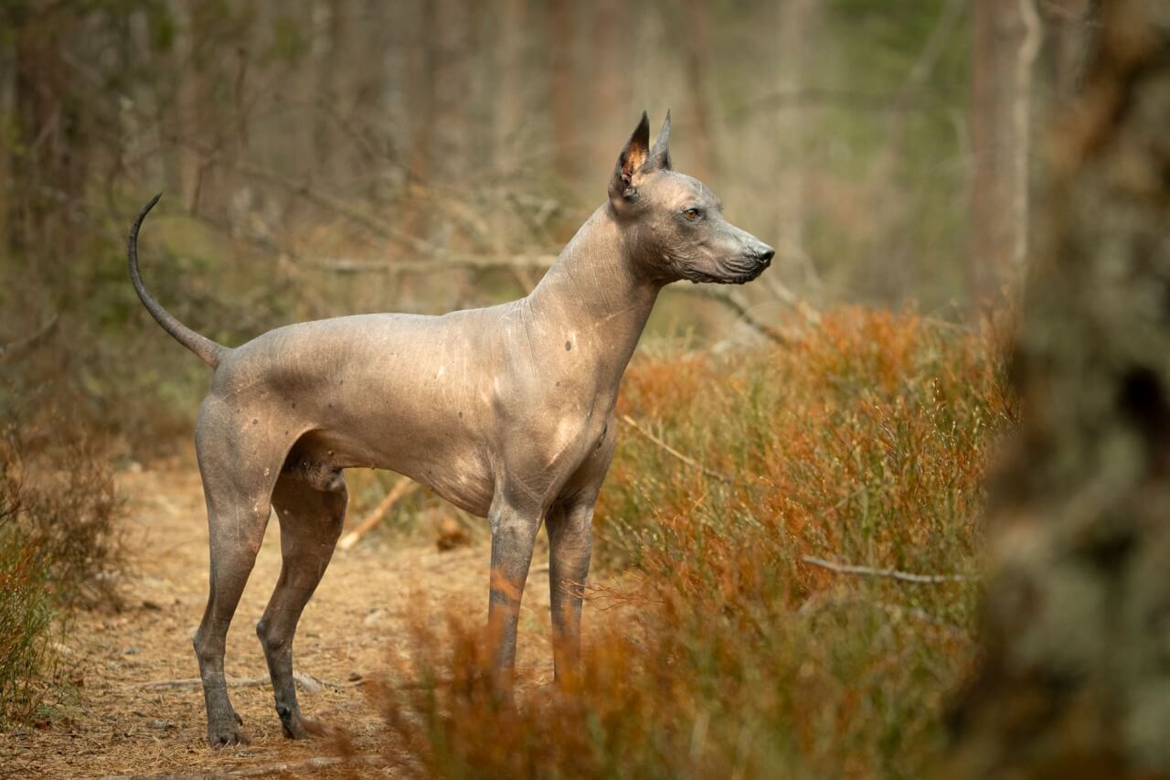 El Origen Común entre el Perro y el Lobo: Una Historia de Miles de Años