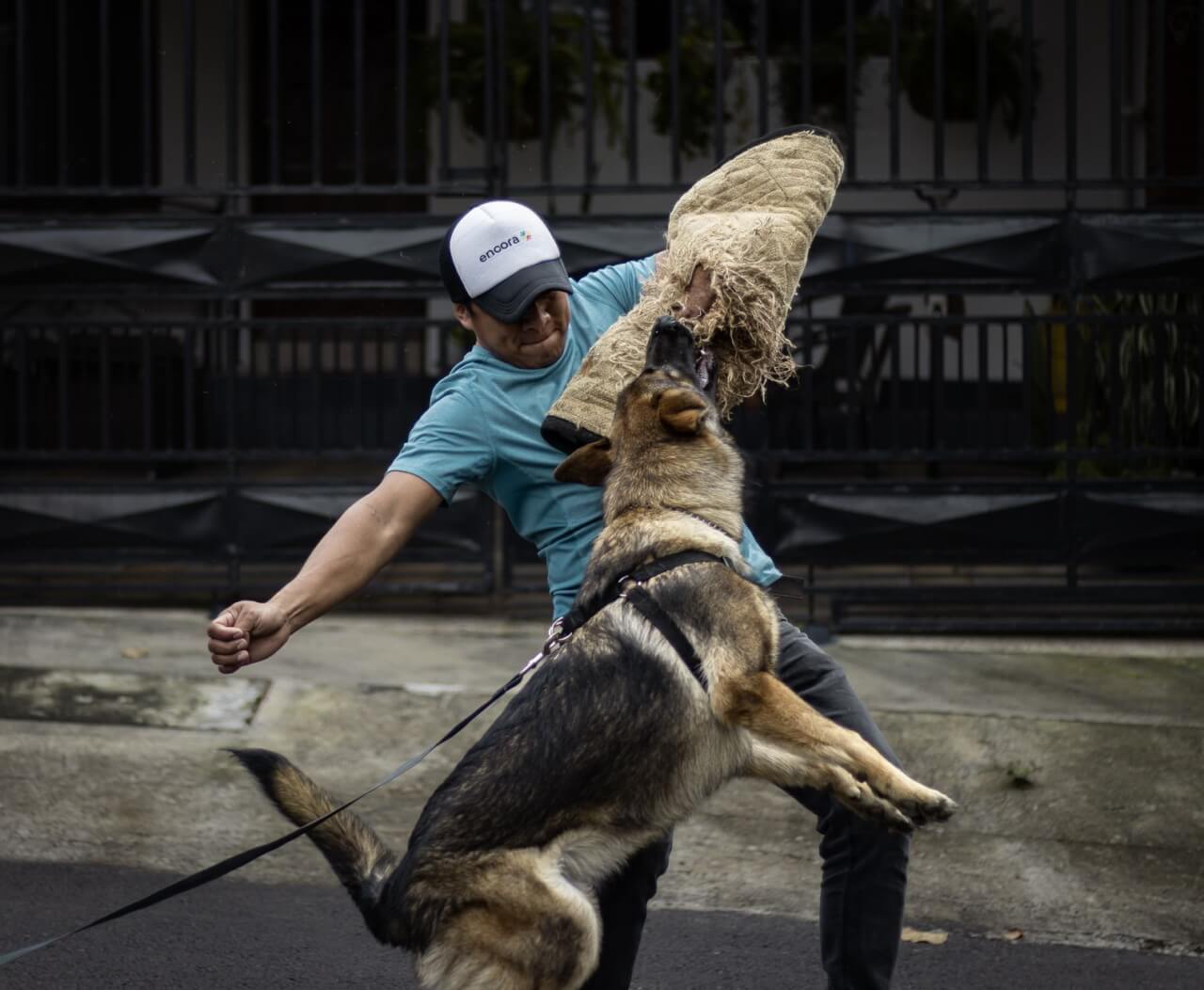 Diferencias Físicas y Conductuales entre el Perro y el Lobo