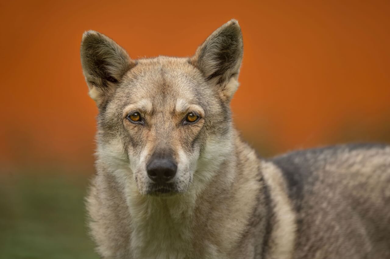 El Híbrido Perro-Lobo: Características, Legalidad y Controversia