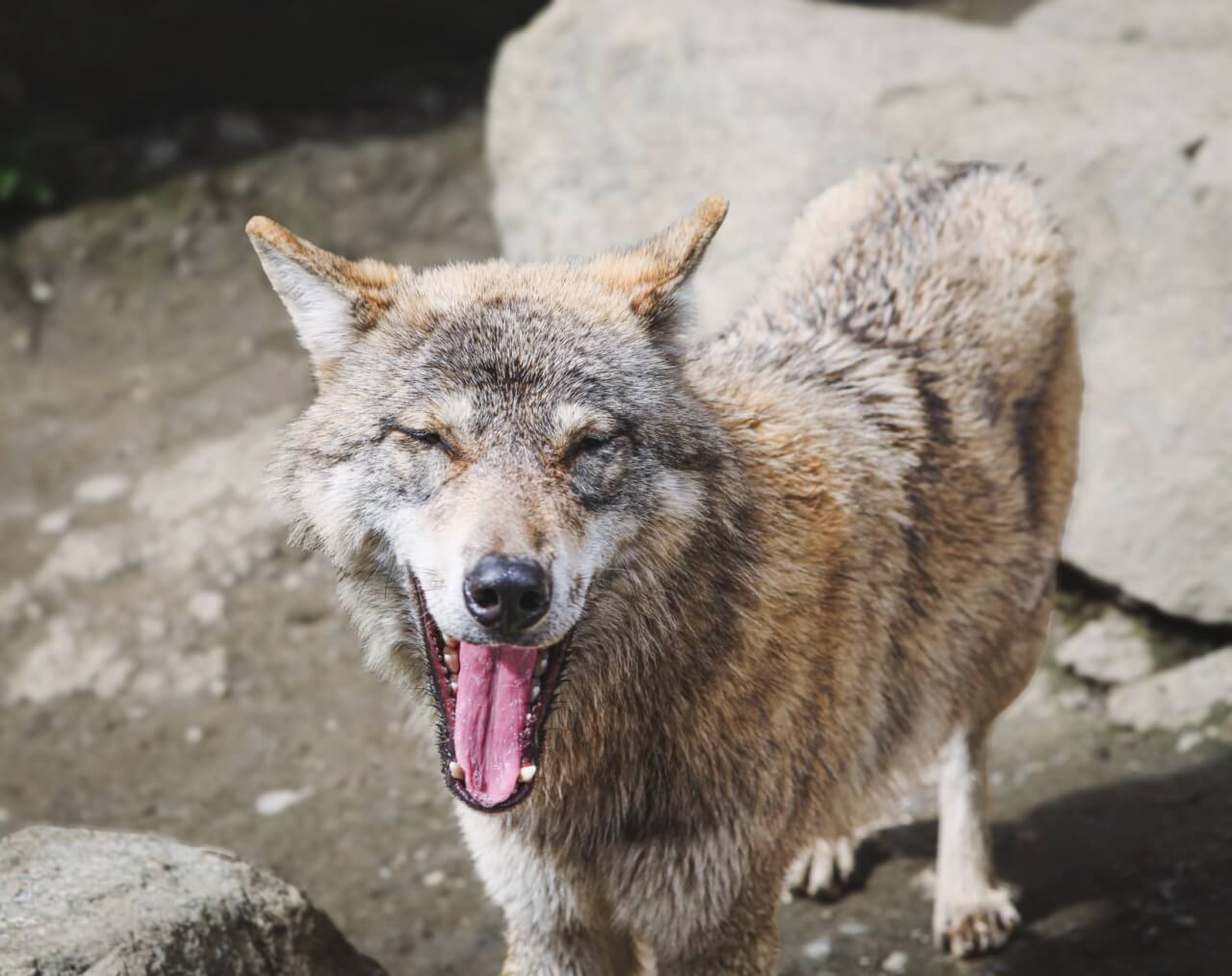 Perro y Lobo: Orígenes Comunes y Diferencias que Sorprenden