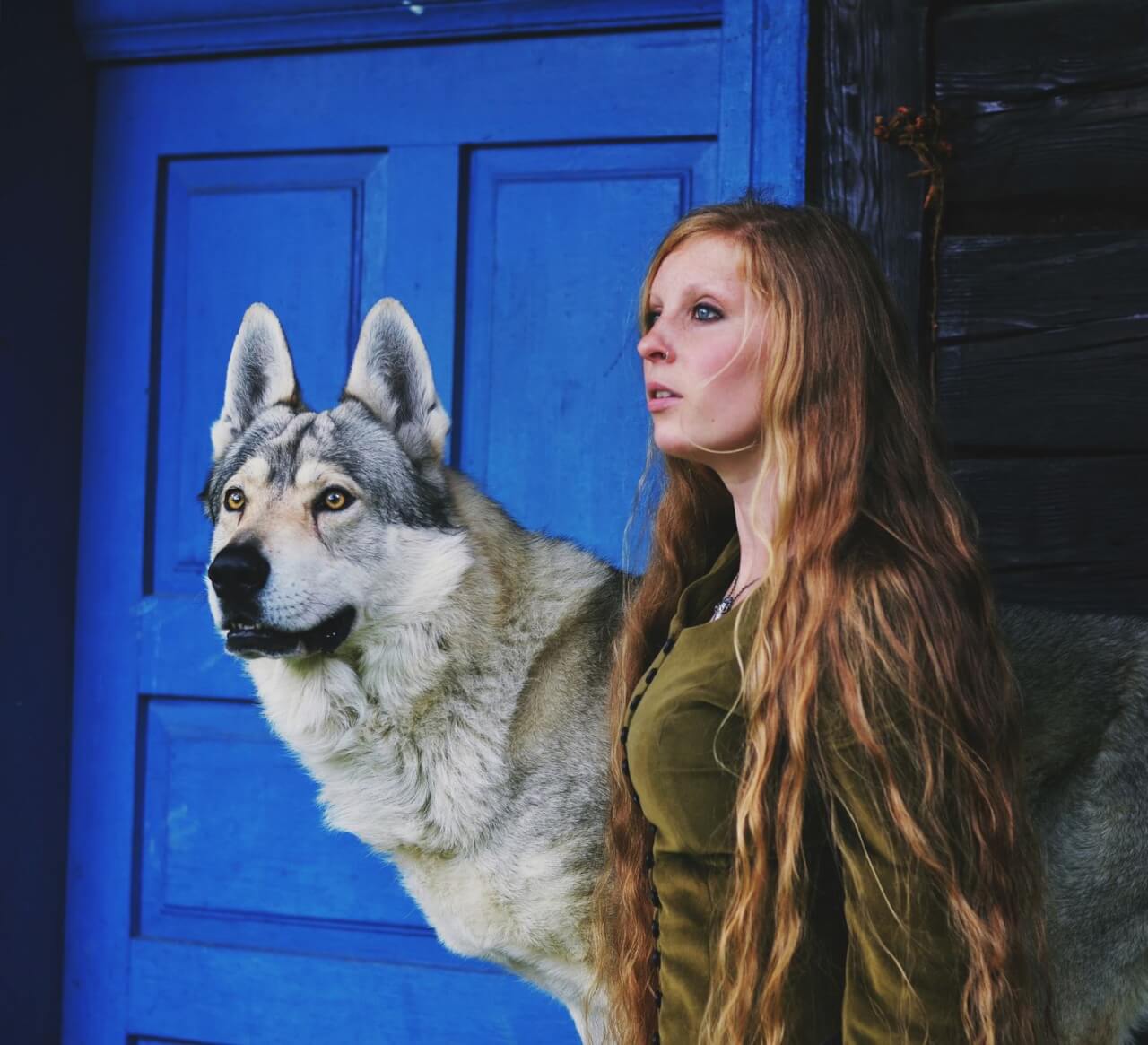 ¿Qué son exactamente los perros lobo y por qué generan tanta fascinación?