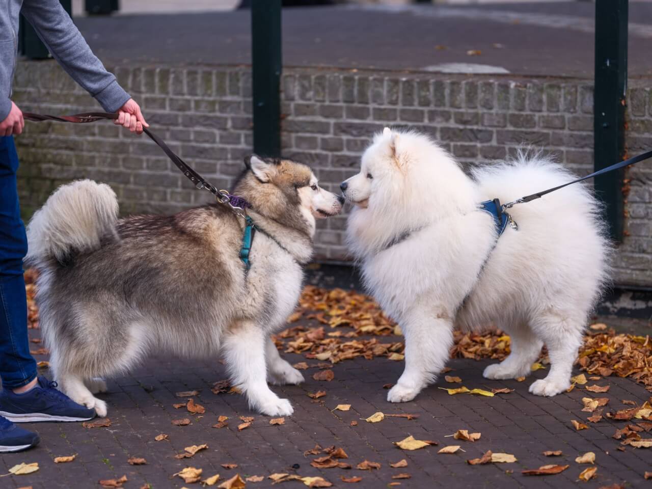 Las razas de perros lobo más conocidas y sus características diferenciales