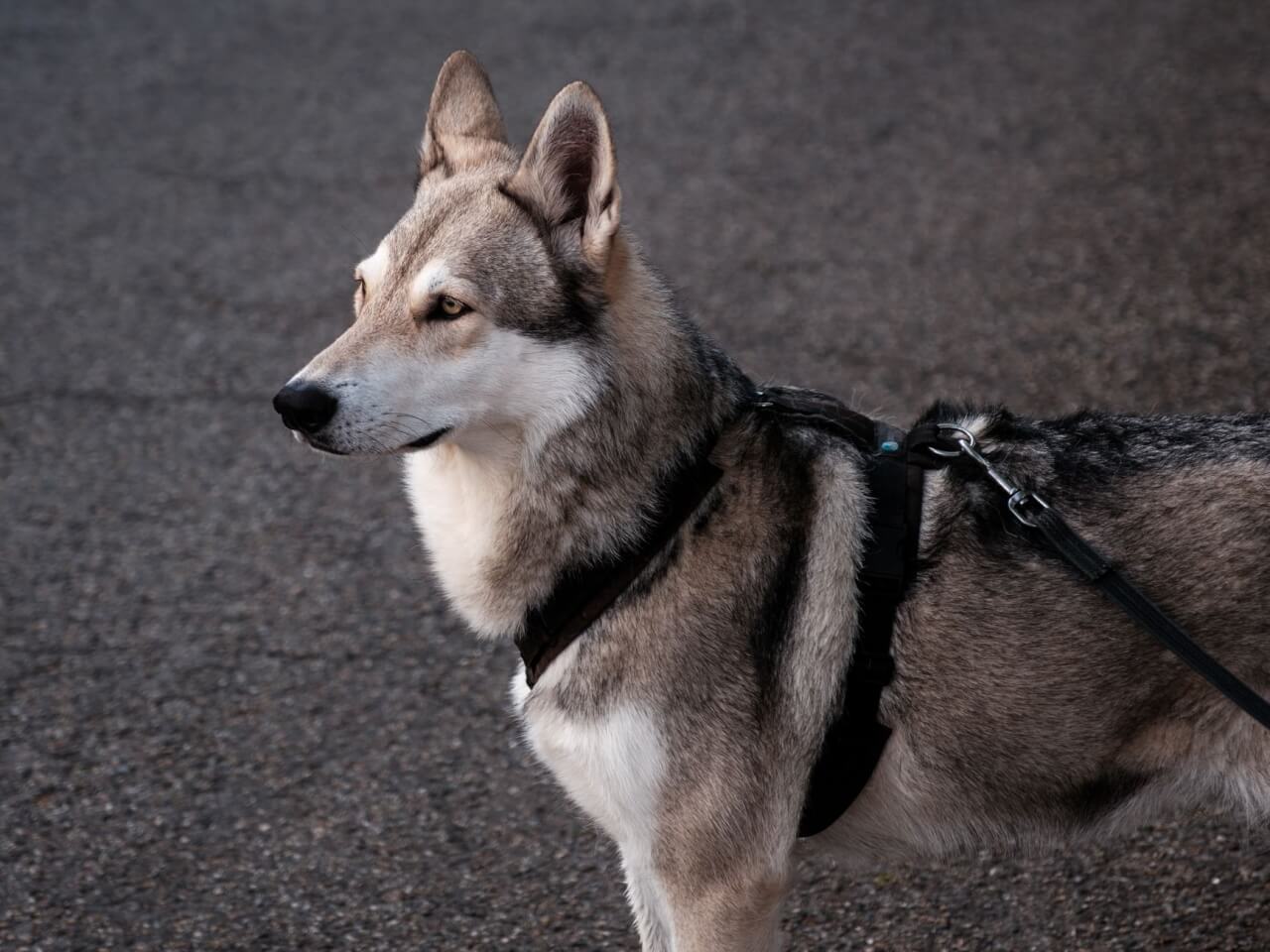 El Saarloos Wolfdog y otras razas lobotipo menos conocidas pero igual de fascinantes