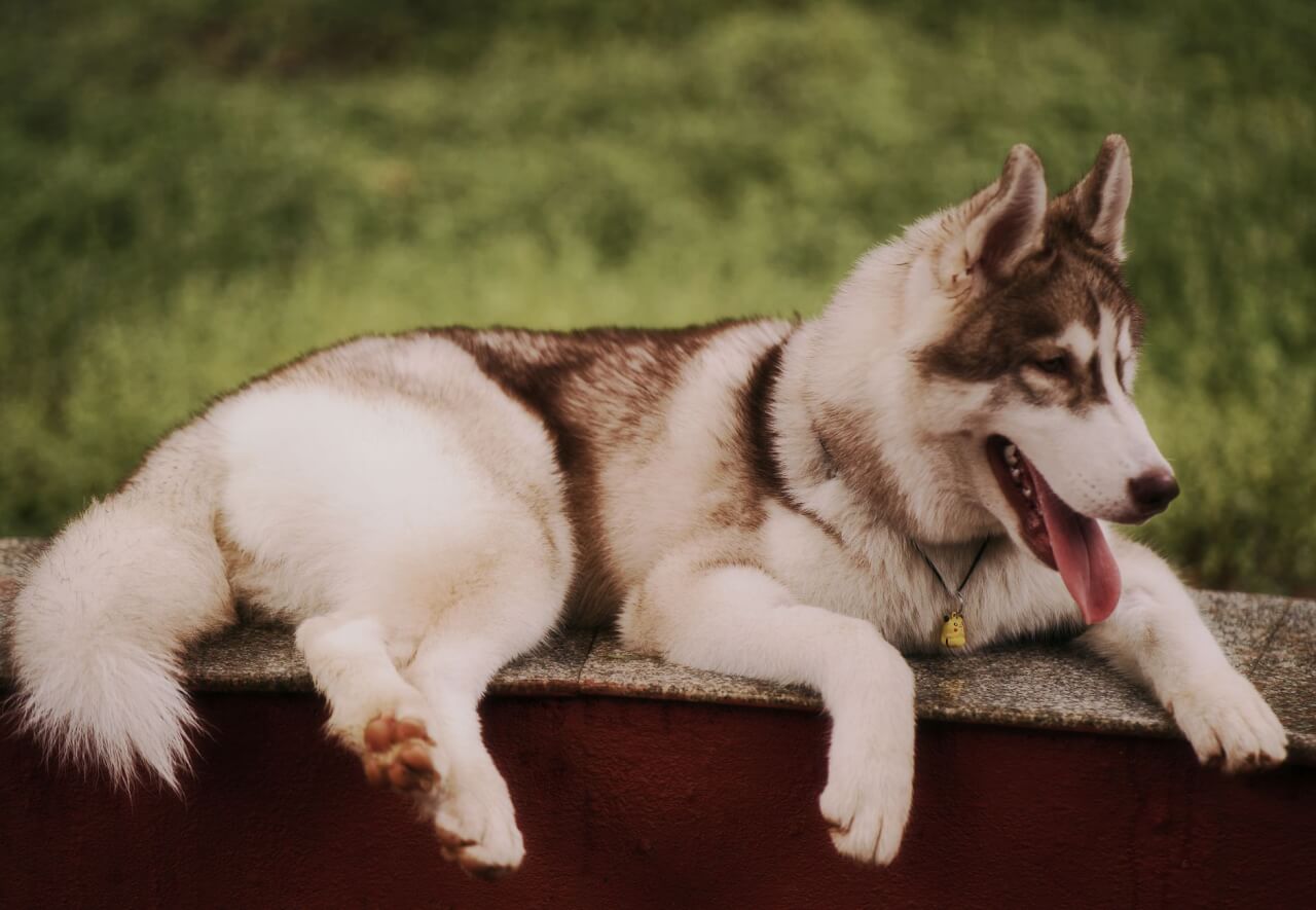 Perros Lobo: Guía Completa sobre las Razas más Salvajes y Fascinantes
