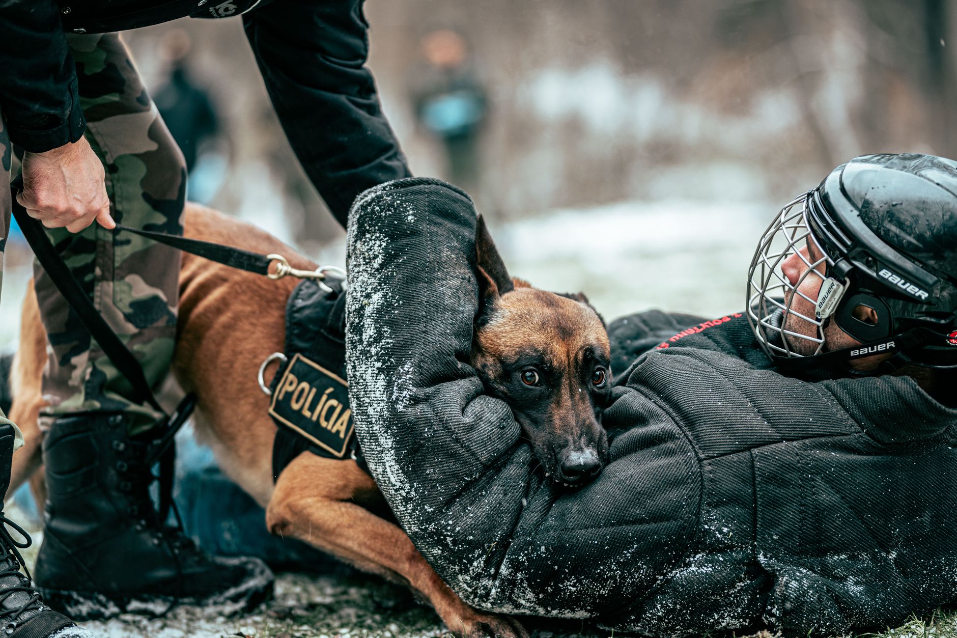 Qué es un perro policía y cuál es su función real en la seguridad