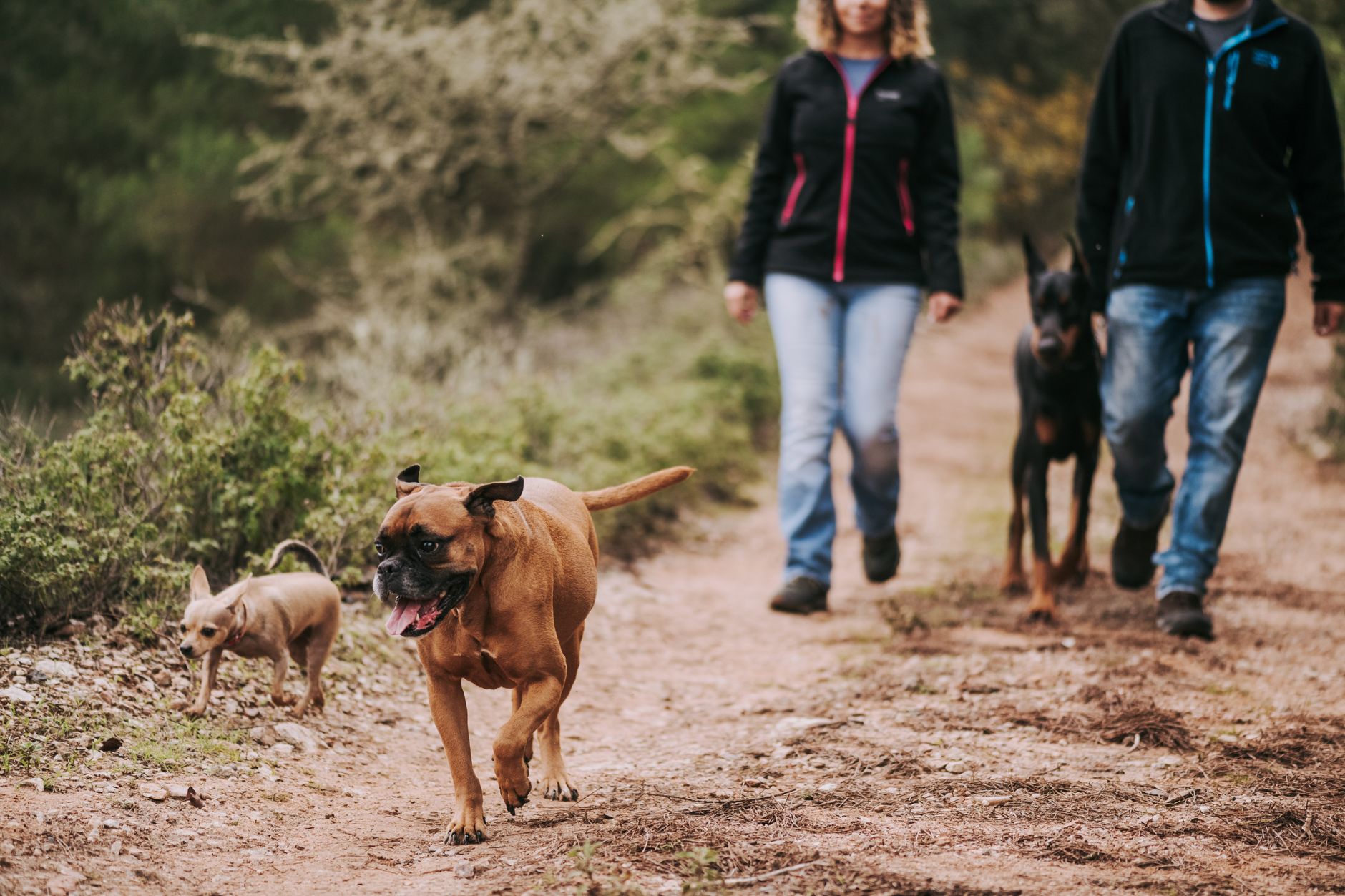 Razas de perros policía más utilizadas en el mundo