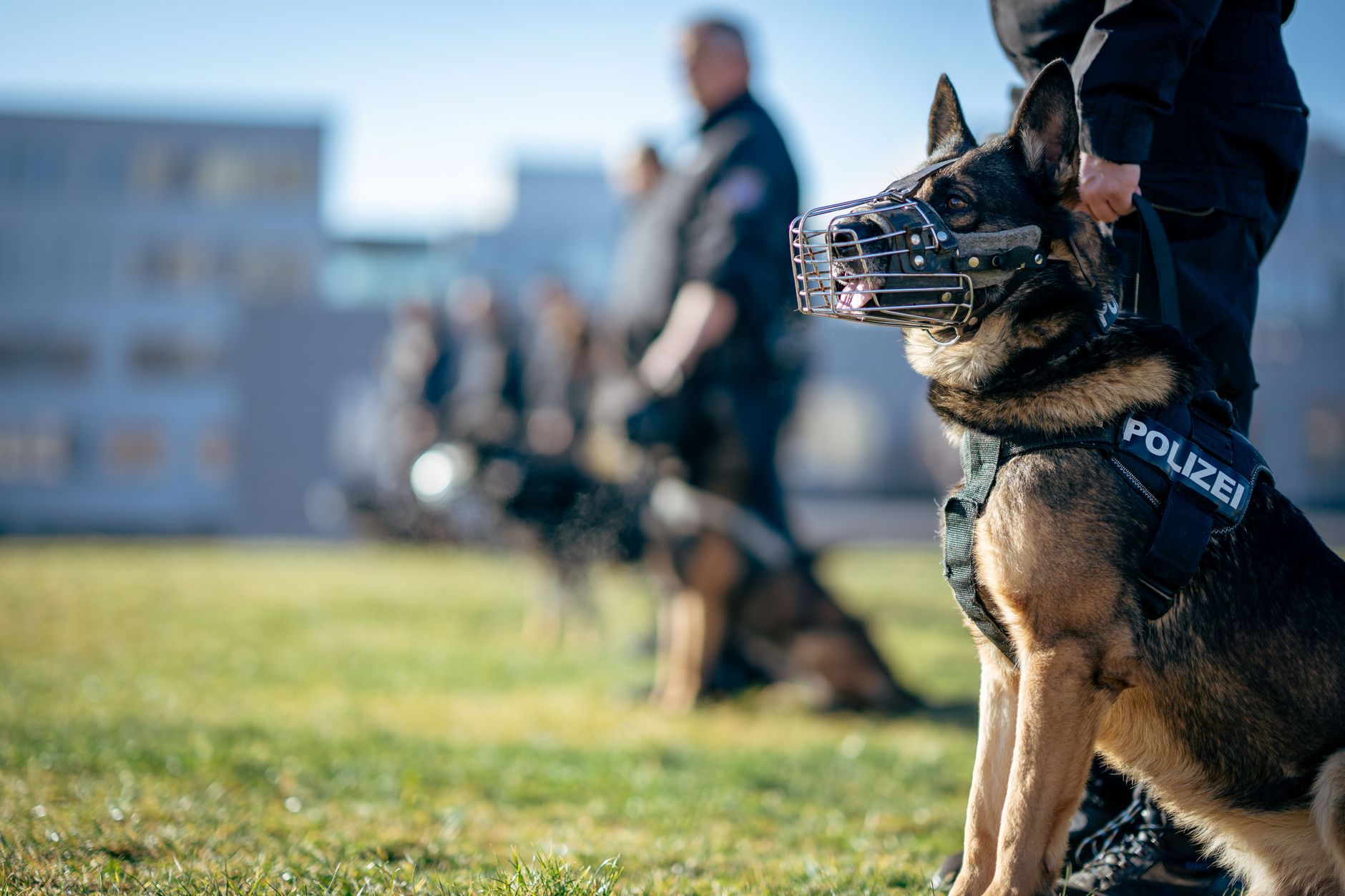 Perros Policía: Selección, Adiestramiento y Razas que Protegen el Mundo