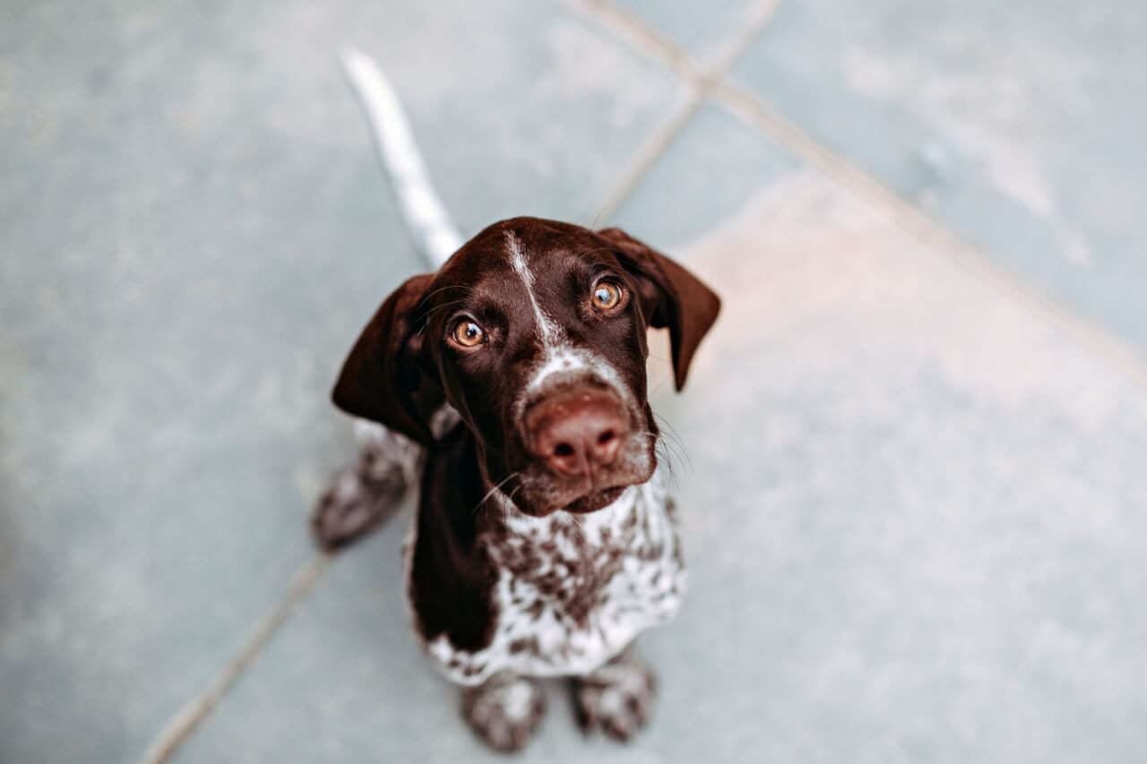 Qué es exactamente un perro braco y por qué no es una sola raza
