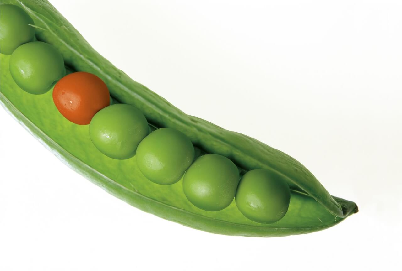 Características físicas comunes y diferencias entre variedades