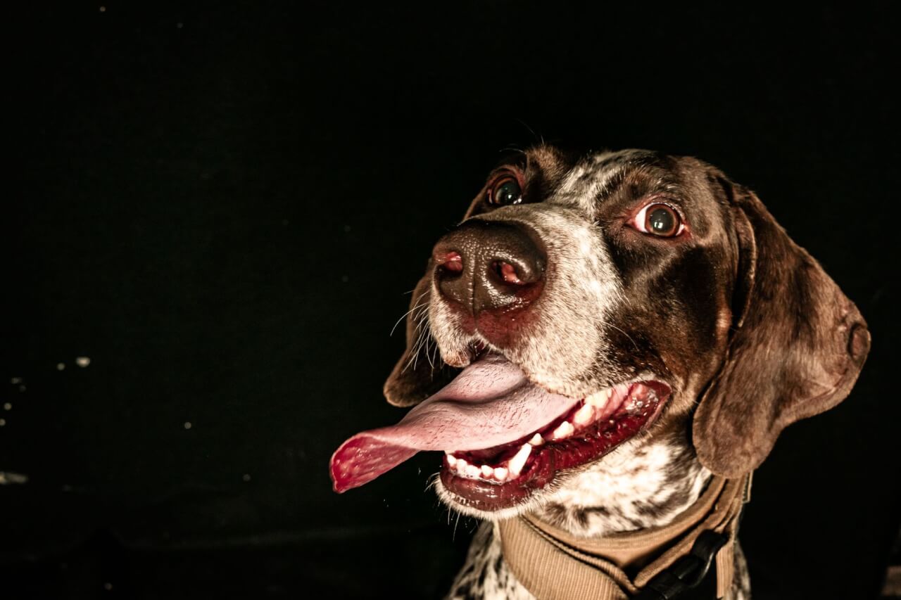 Perros de Raza Braco: Historia, Tipos y Características Completas