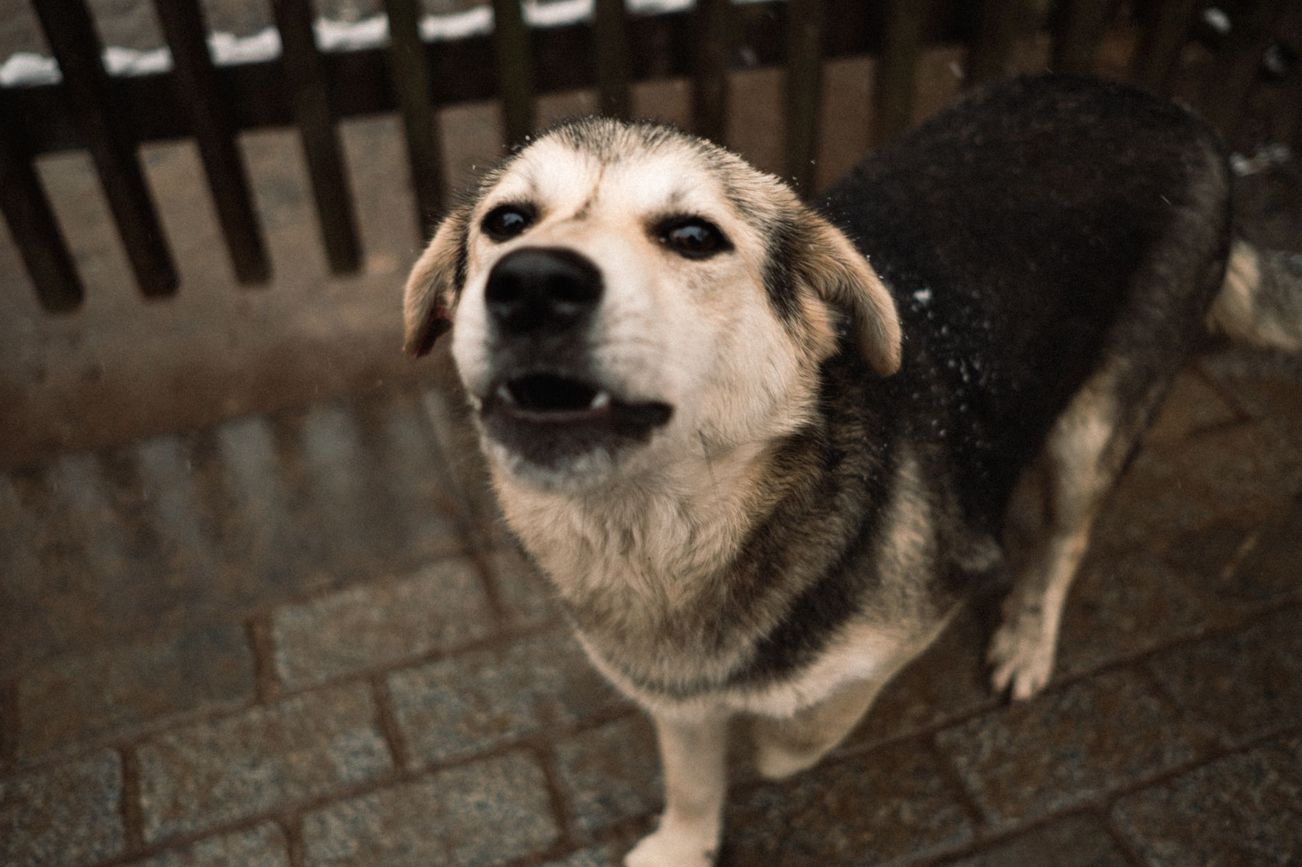 Qué ocurre exactamente cuando un perro ronca durante el sueño