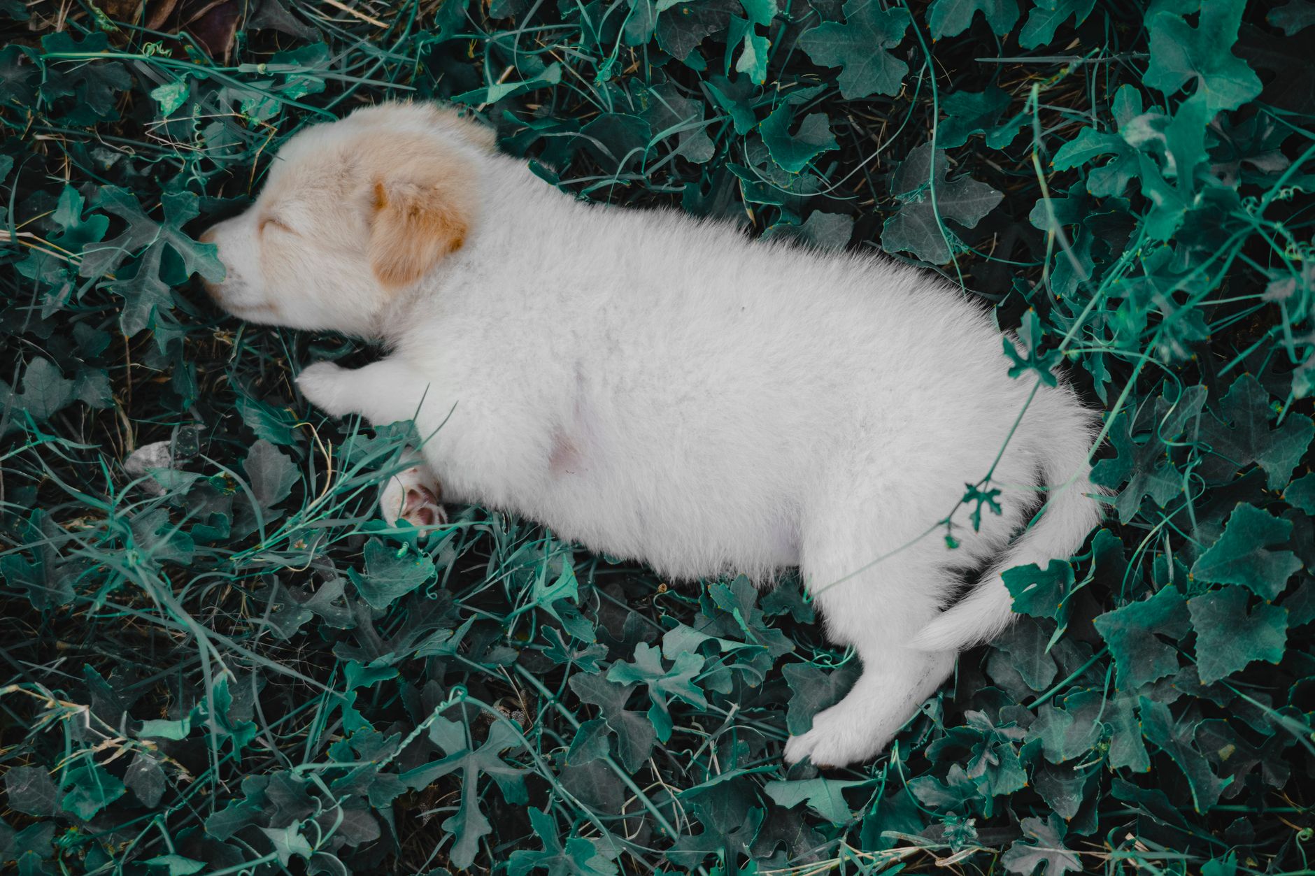 ¿Por qué roncan los perros? Guía completa sobre ronquidos caninos