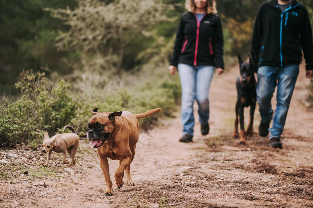 Razas de perros de muestra: los especialistas en localizar piezas