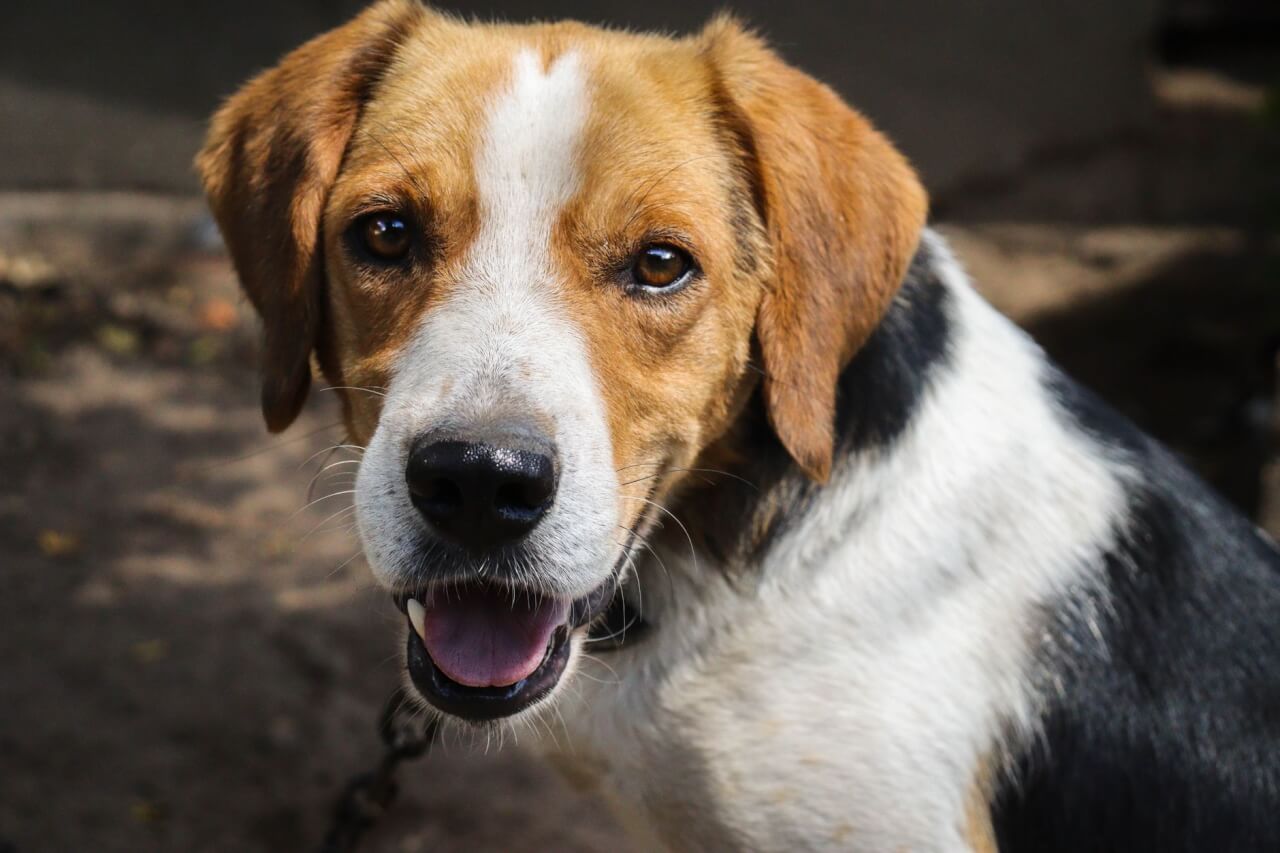 Sabuesos y perros de rastro: los maestros del olfato prolongado
