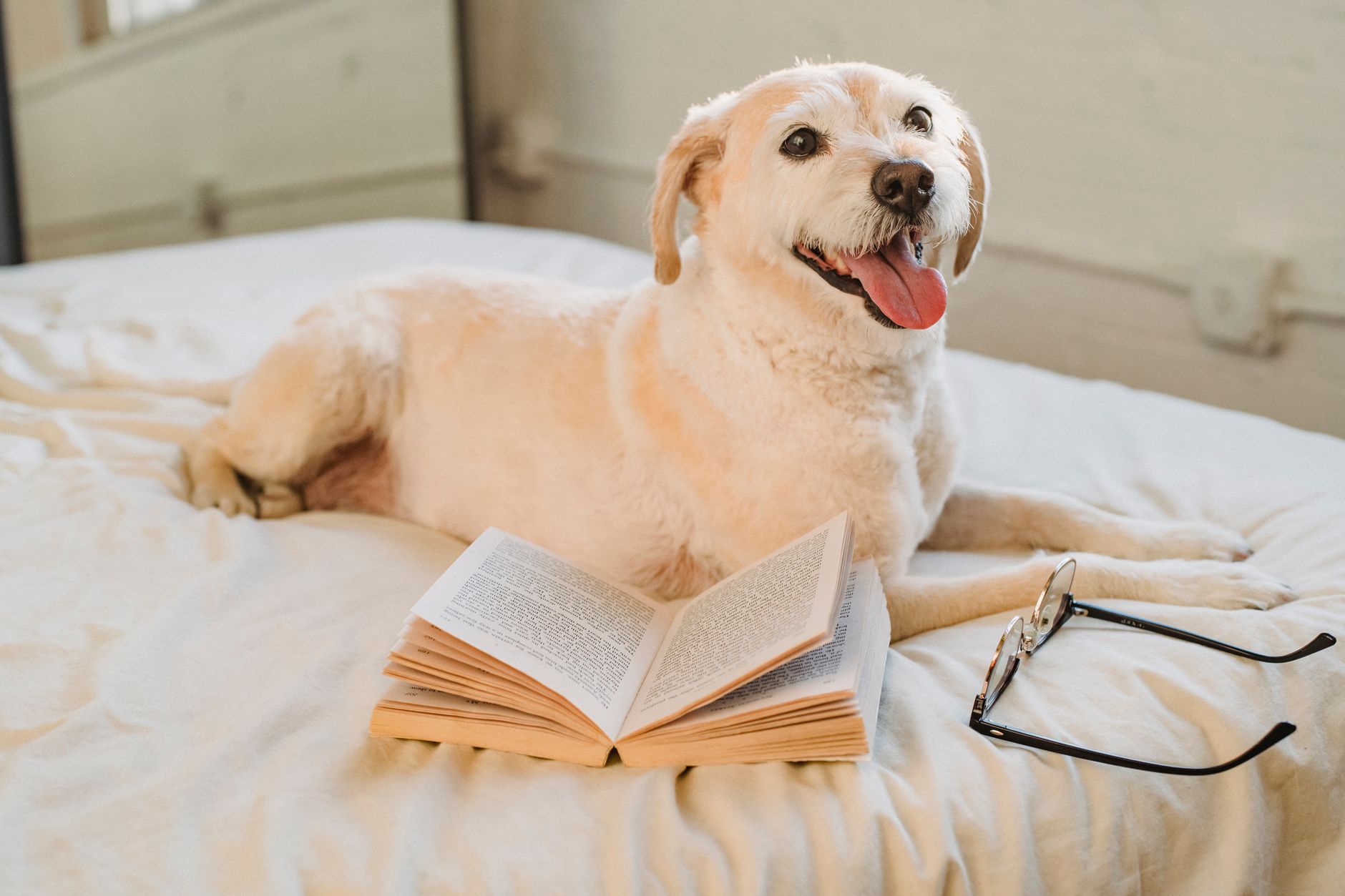 Scottex para Perros: Guía Completa sobre Papel Absorbente Especializado