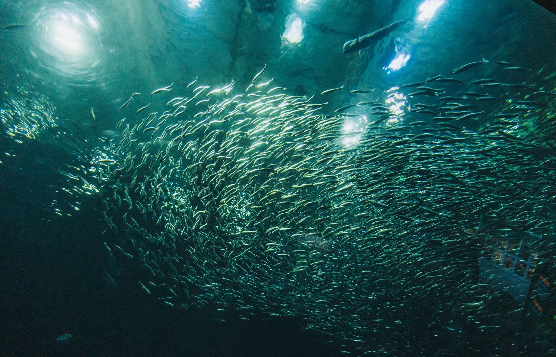 Los tres grandes grupos de peces: agnatos, condrictios y osteíctios