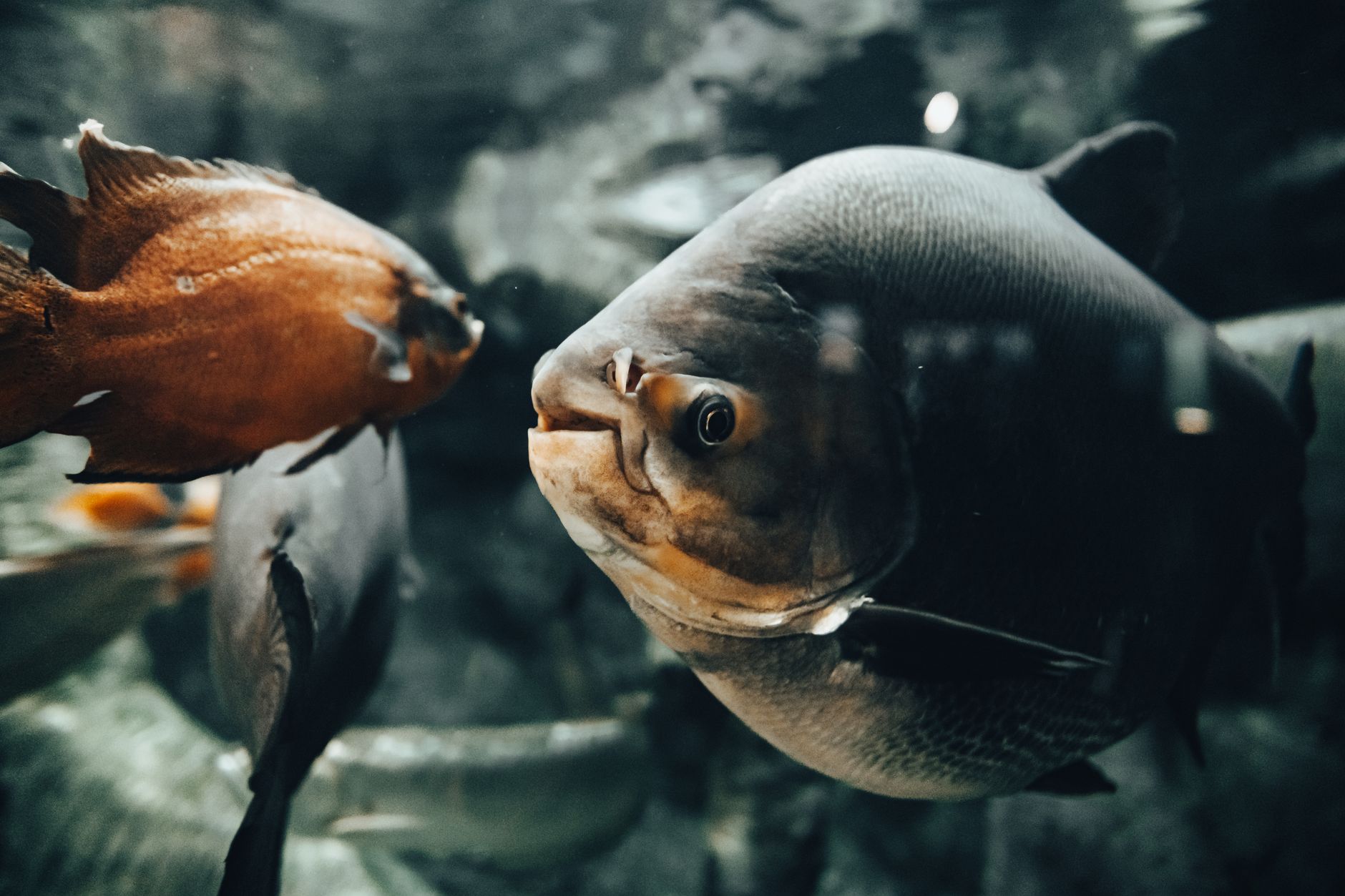Tipos de peces de agua dulce más comunes