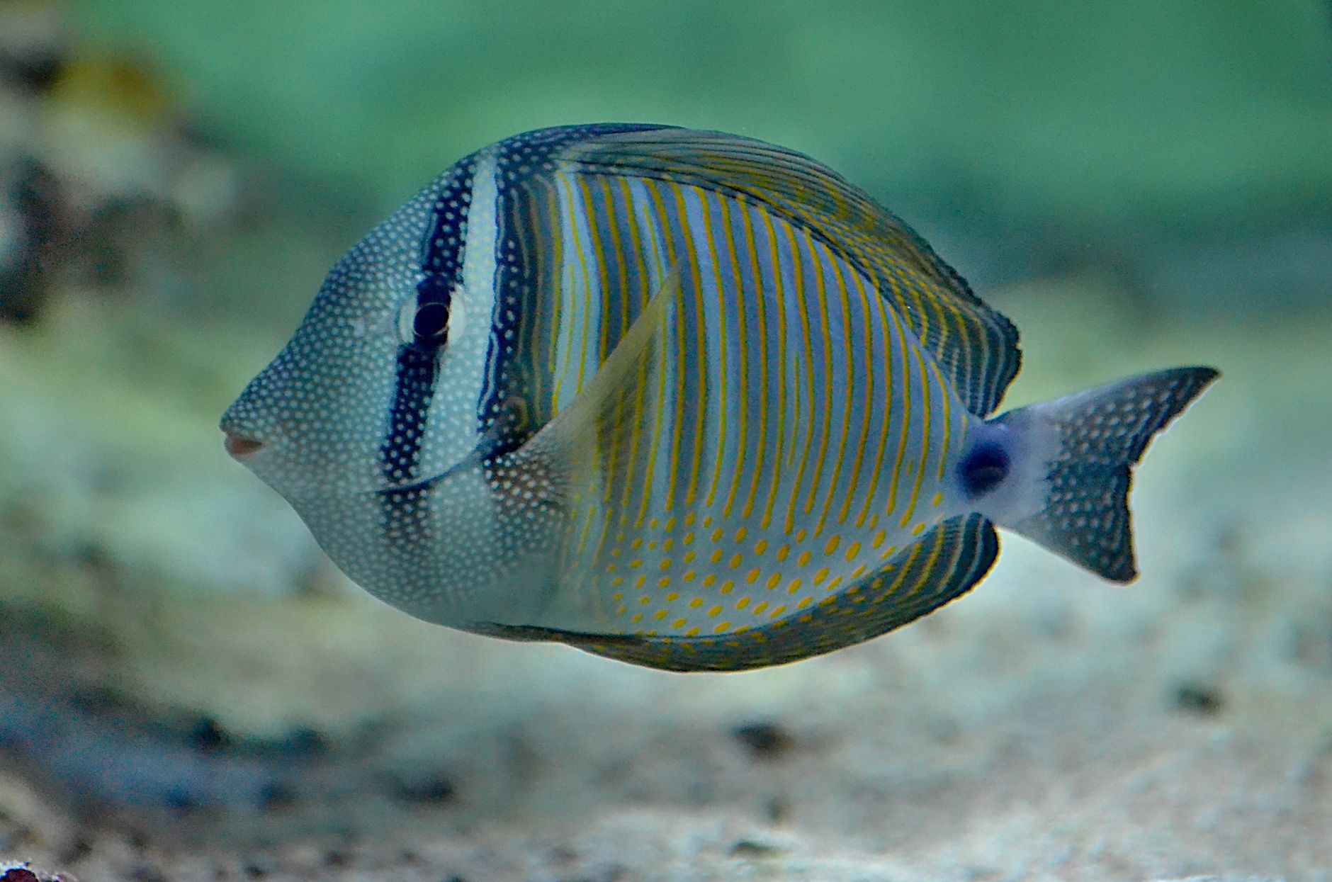 Los 34.000 Tipos de Peces: Guía Completa de Especies y Características