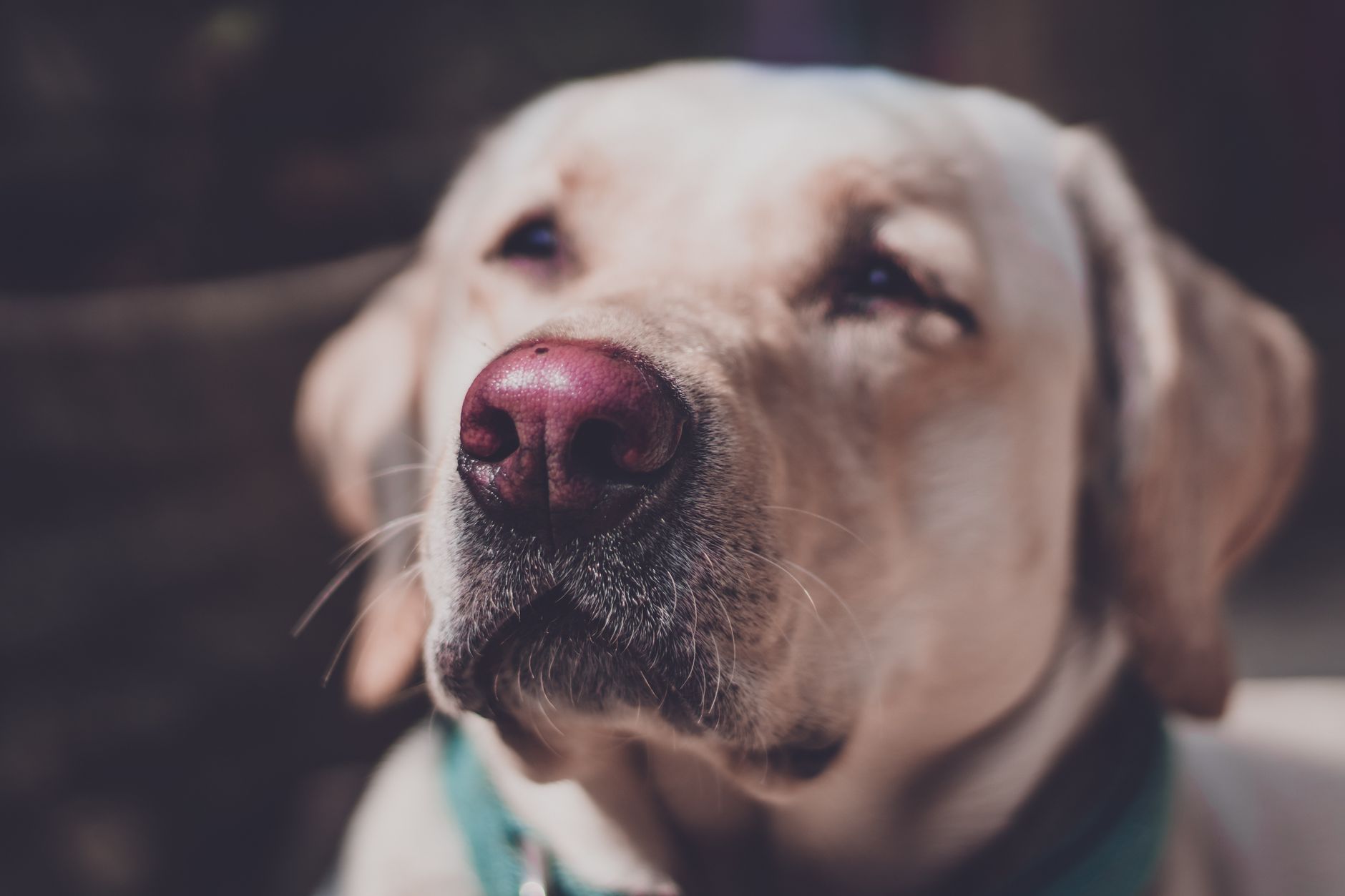 ¿Por qué vomita mi perro? Guía completa para diferenciar lo leve de lo urgente