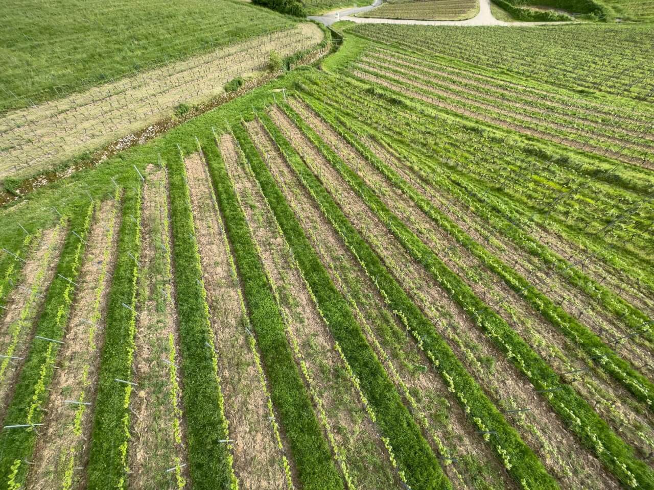 Agriculture conviviale : fêtes, terroir et lien retrouvé