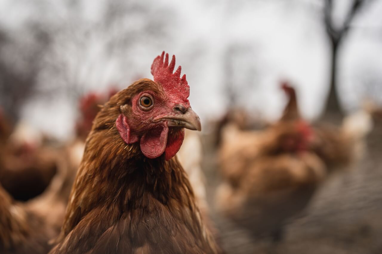 La fouine, premier suspect quand les poules restent sur place